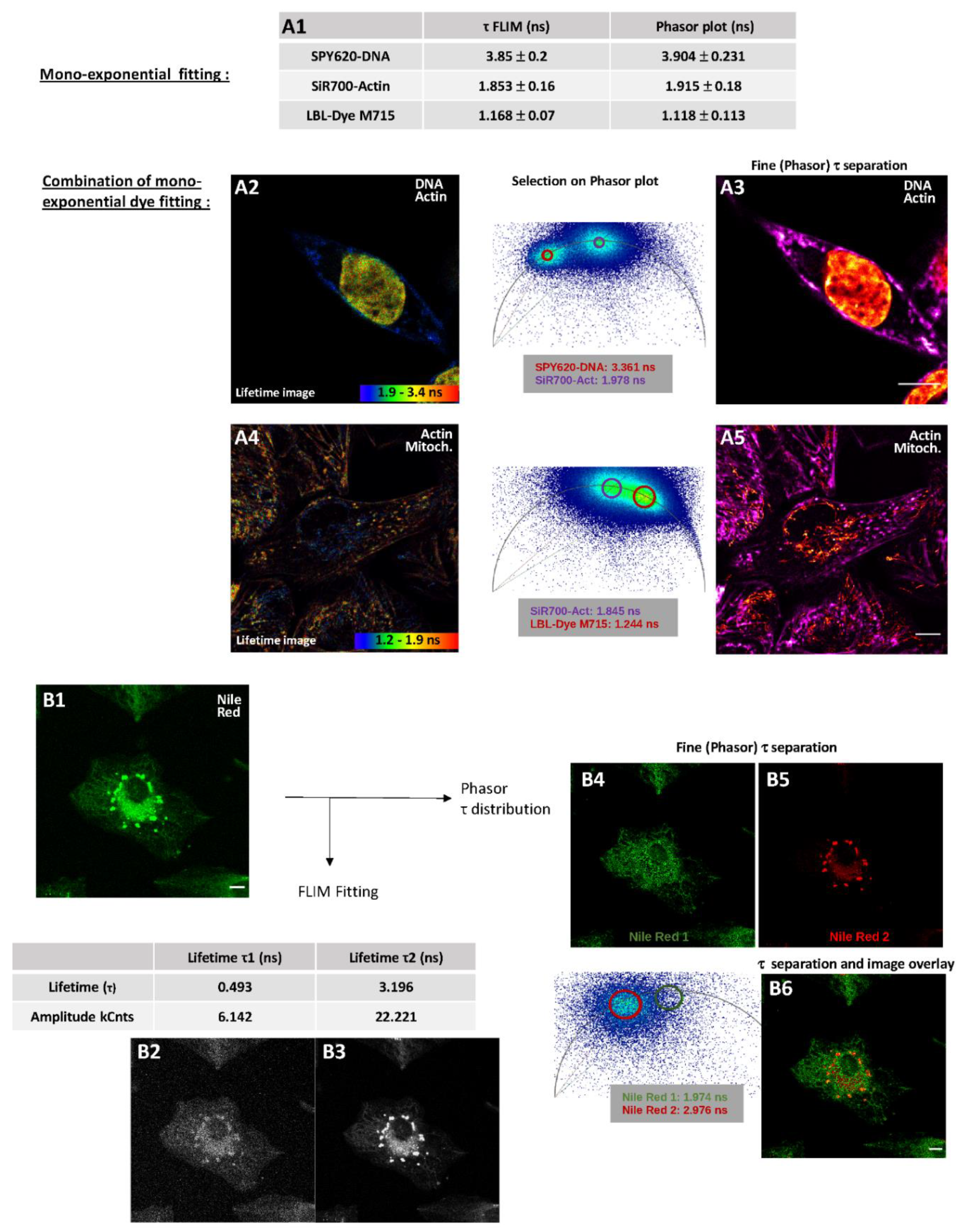 Ijms 22 11092 g005 550