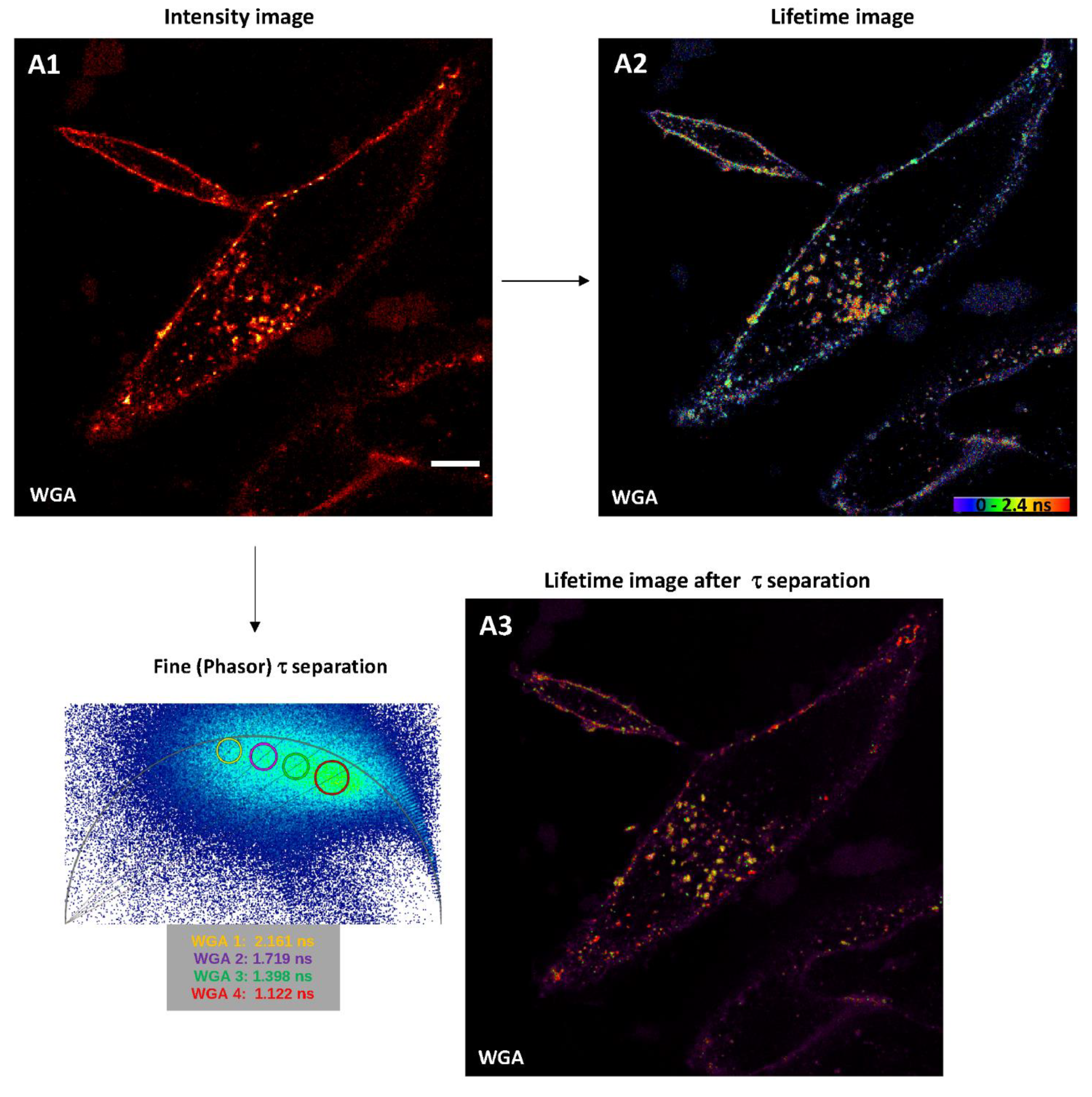 Ijms 22 11092 g006 550