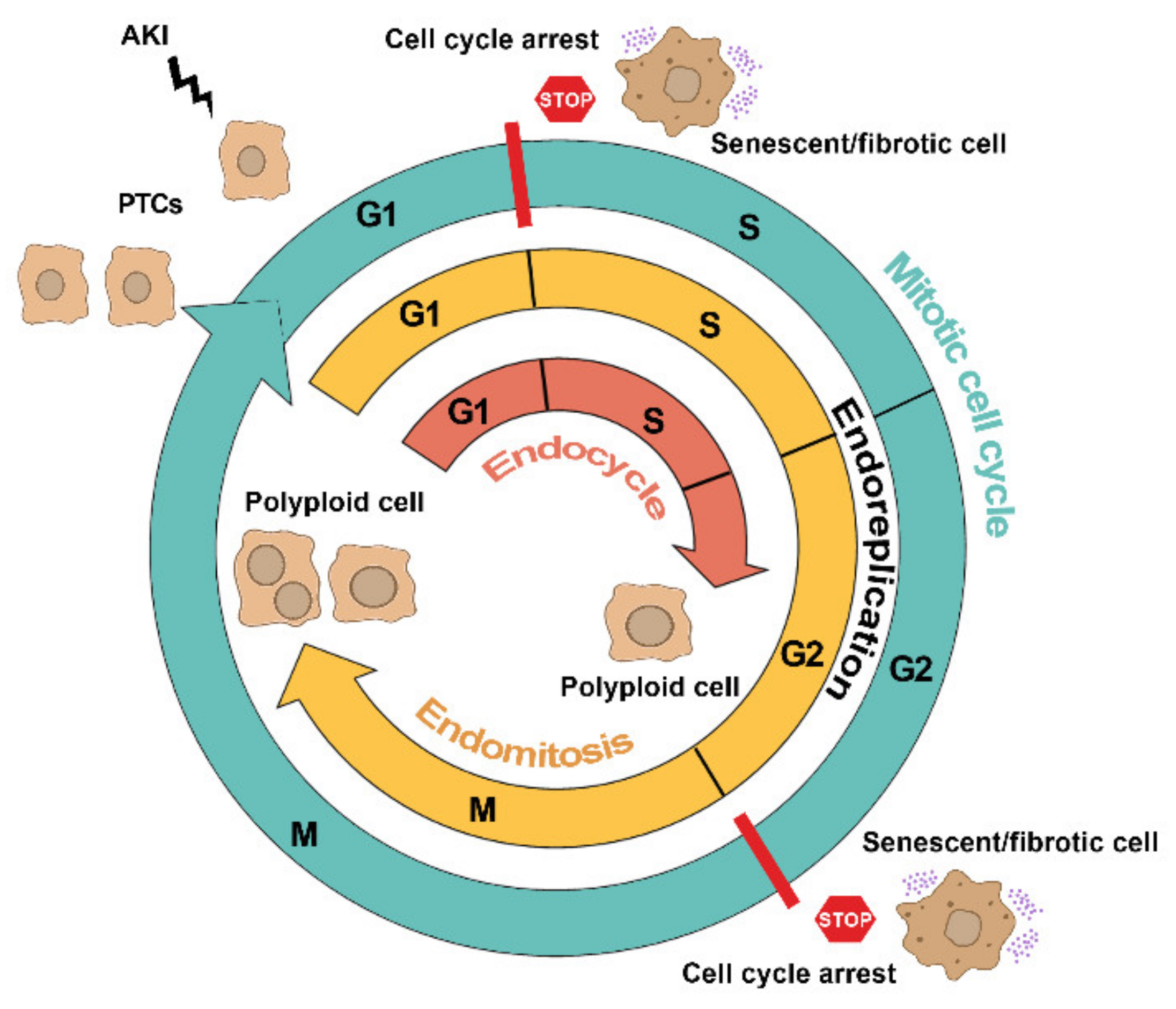Cell Cycle Checkpoints Graph Biology Diagrams