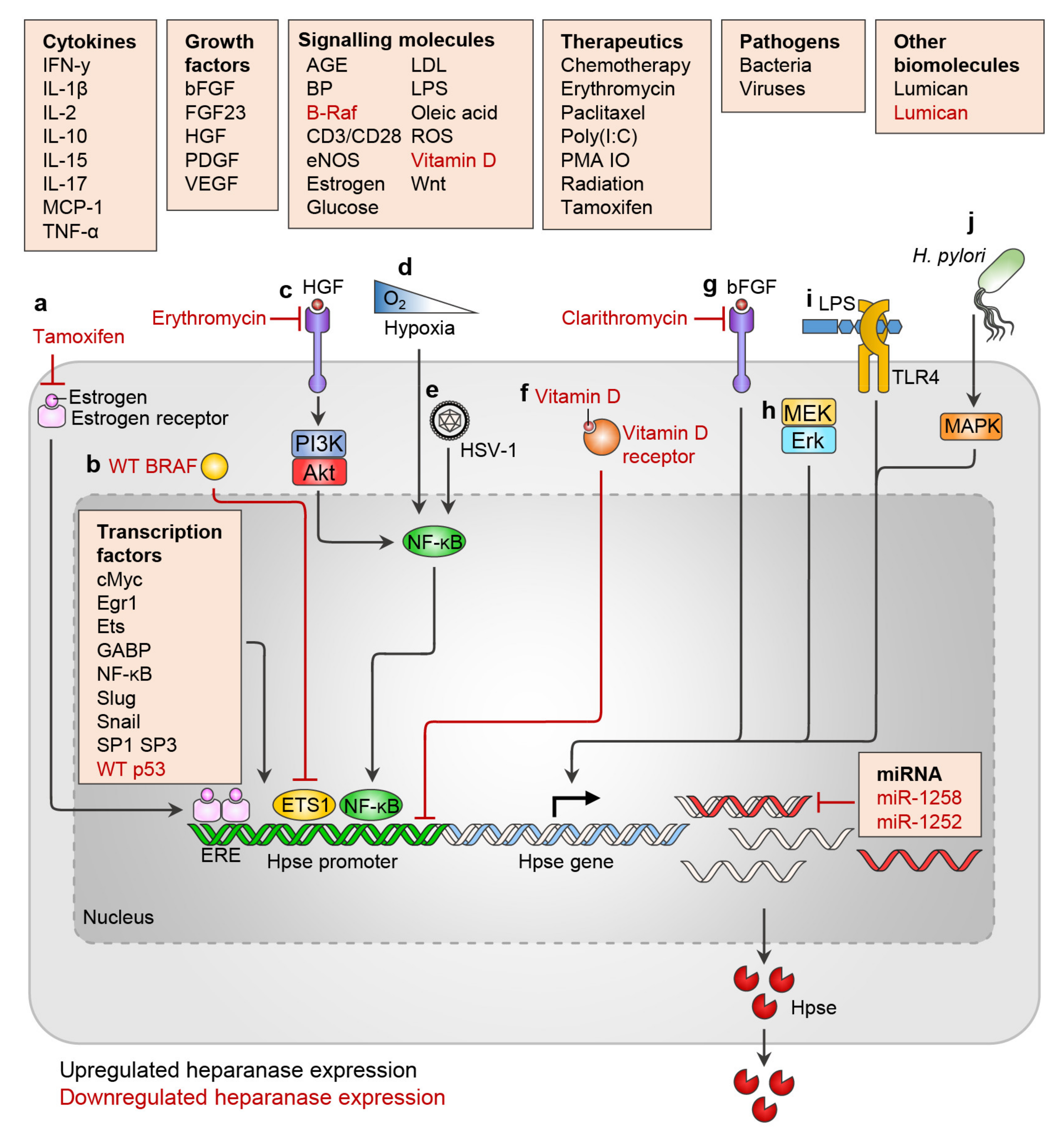 IJMS | Free Full-Text | The Heparanase Regulatory Network in 