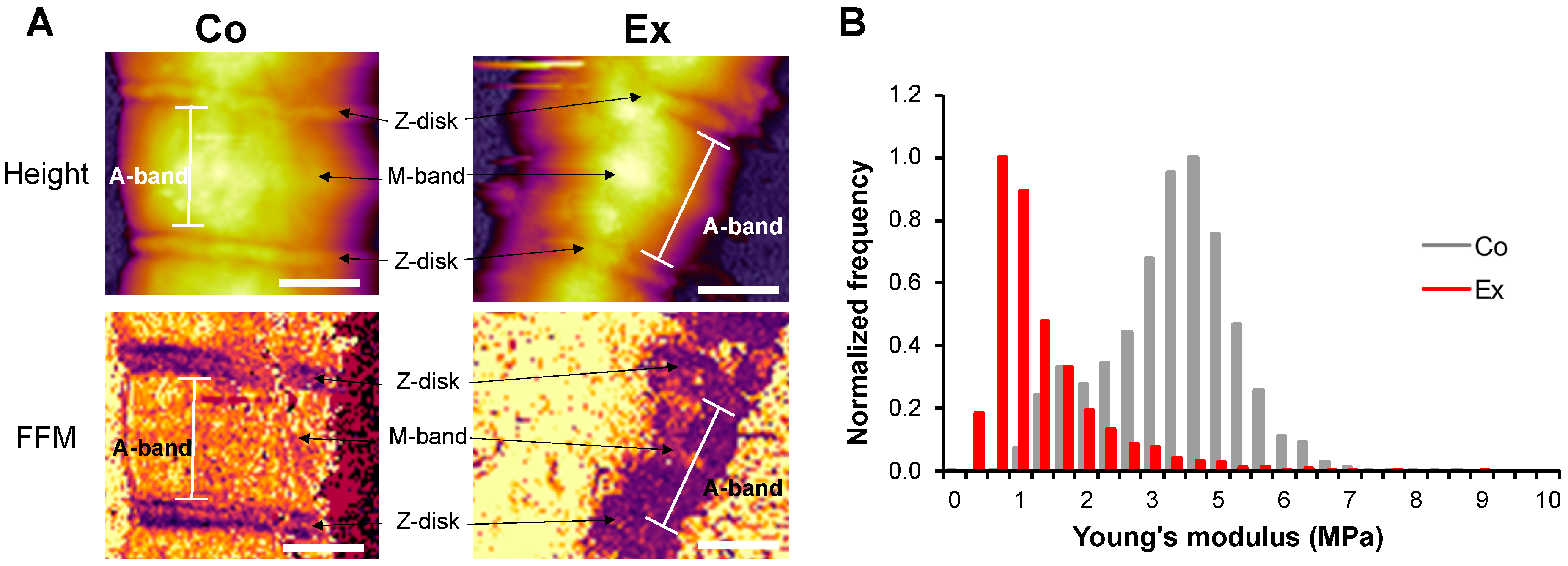 Ijms 22 11110 g004 Ijms 22 11110 g004