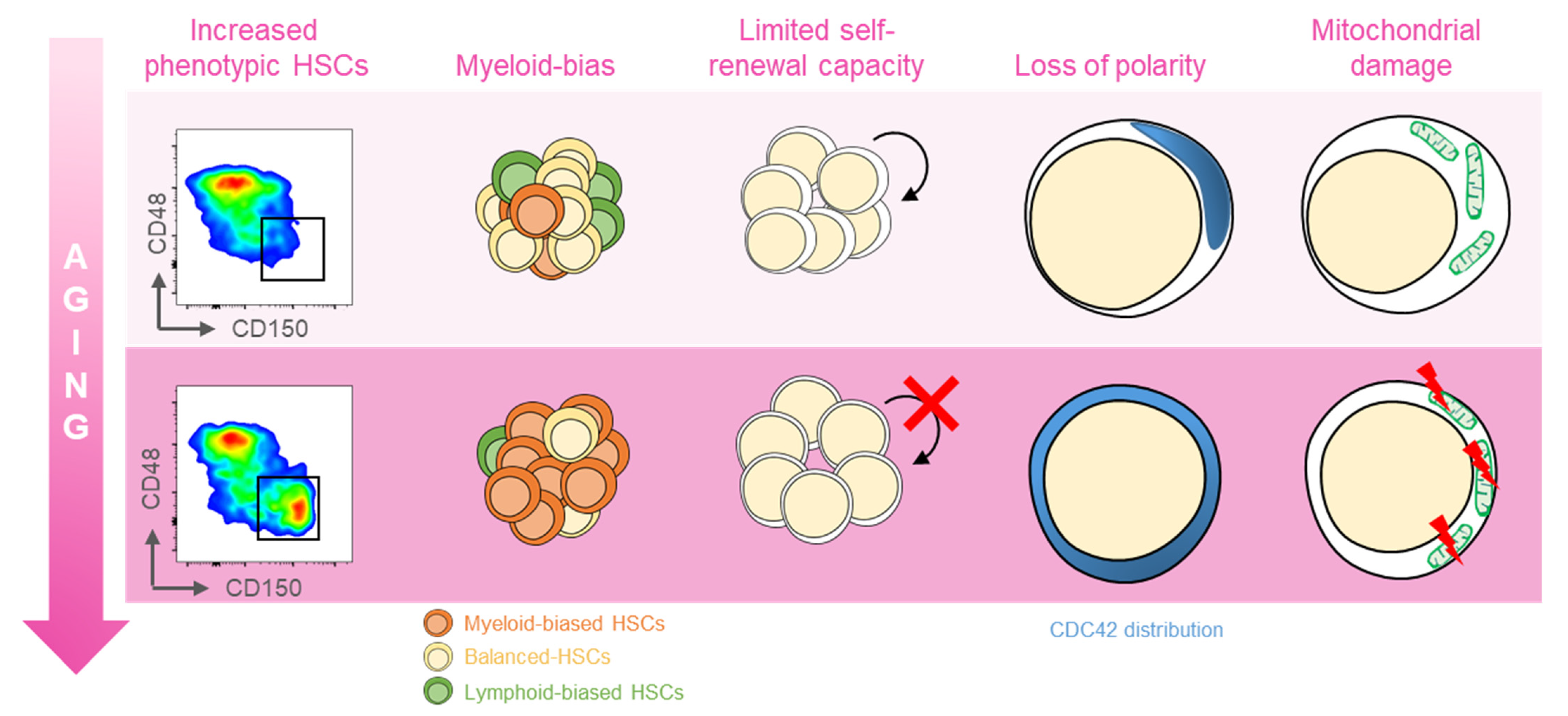 Ijms 22 11117 g001 550