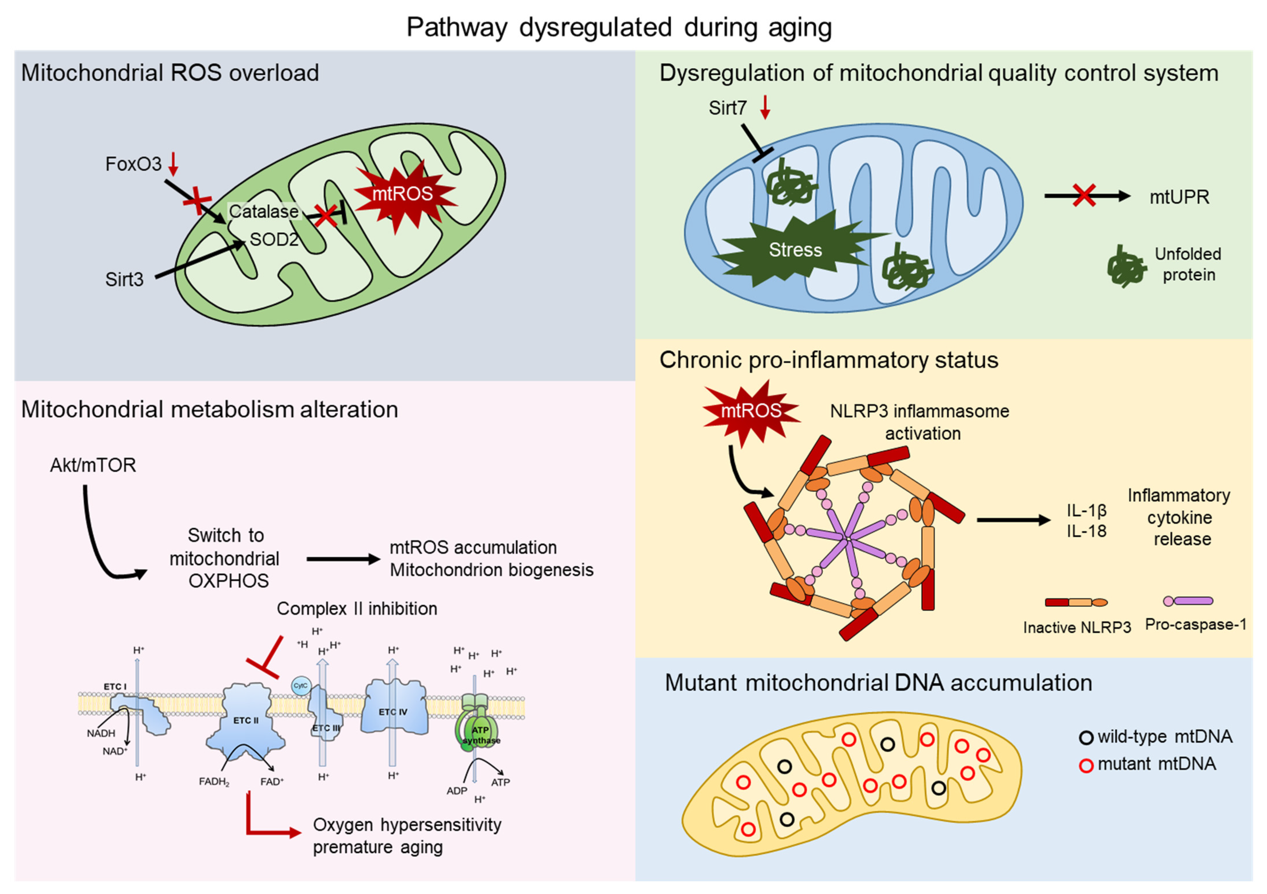 Ijms 22 11117 g002 550