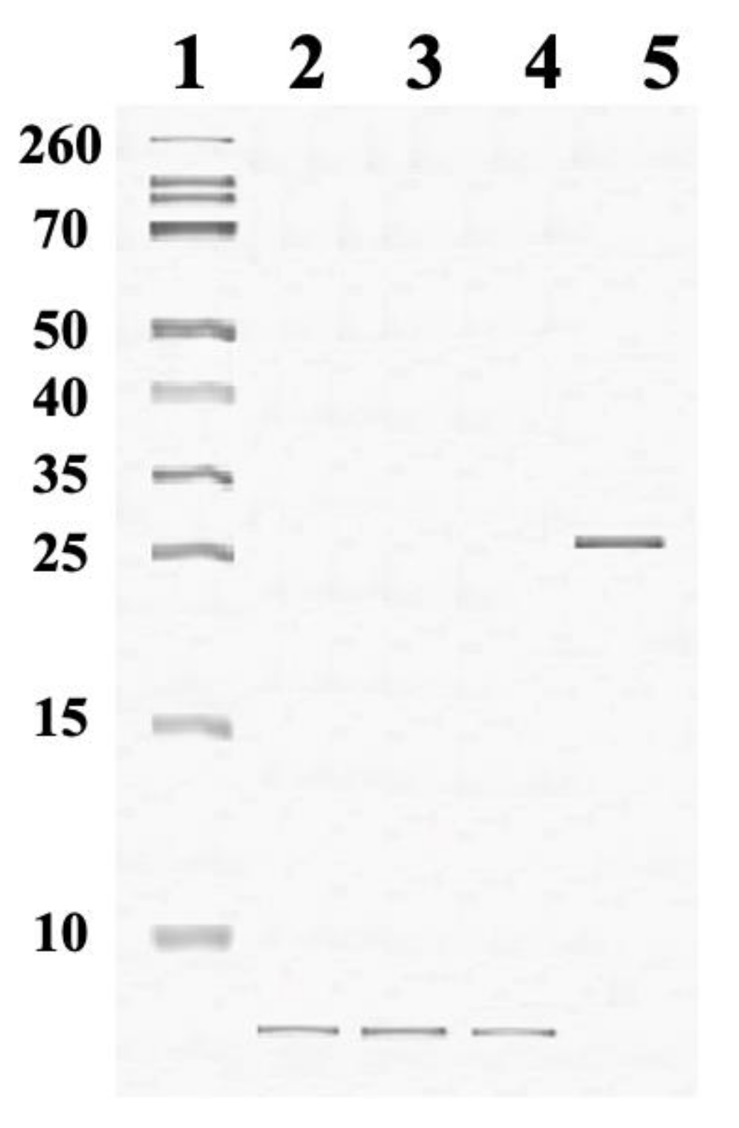 Ijms 22 11122 g005 550