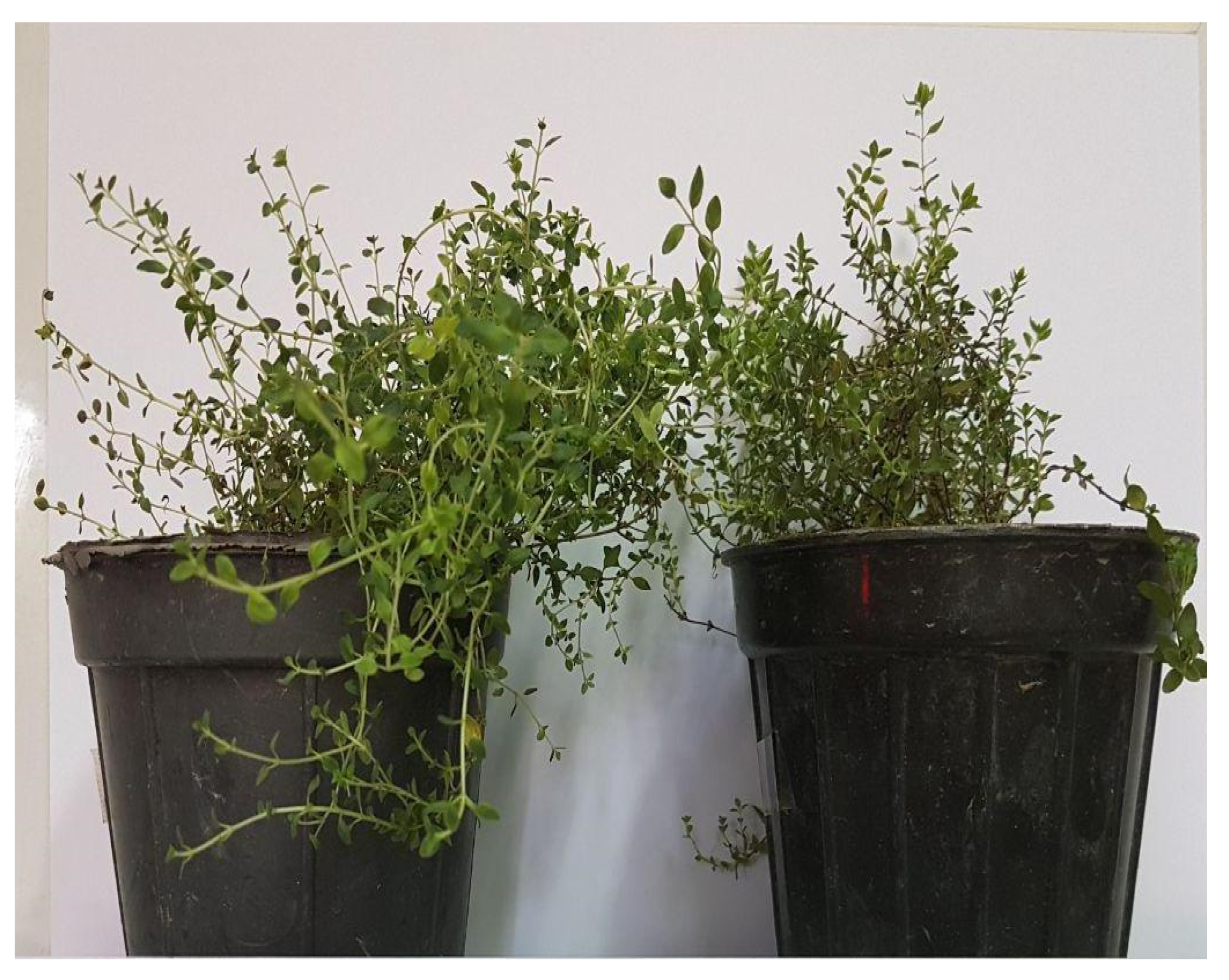 ijms free full text effect of methyl jasmonate on thymol carvacrol phytochemical accumulation and expression of key genes involved in thymol carvacrol biosynthetic pathway in some iranian thyme species html