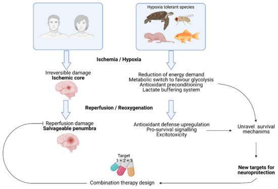 IJMS | Free Full-Text | Hypoxia Tolerant Species: The Wisdom of 