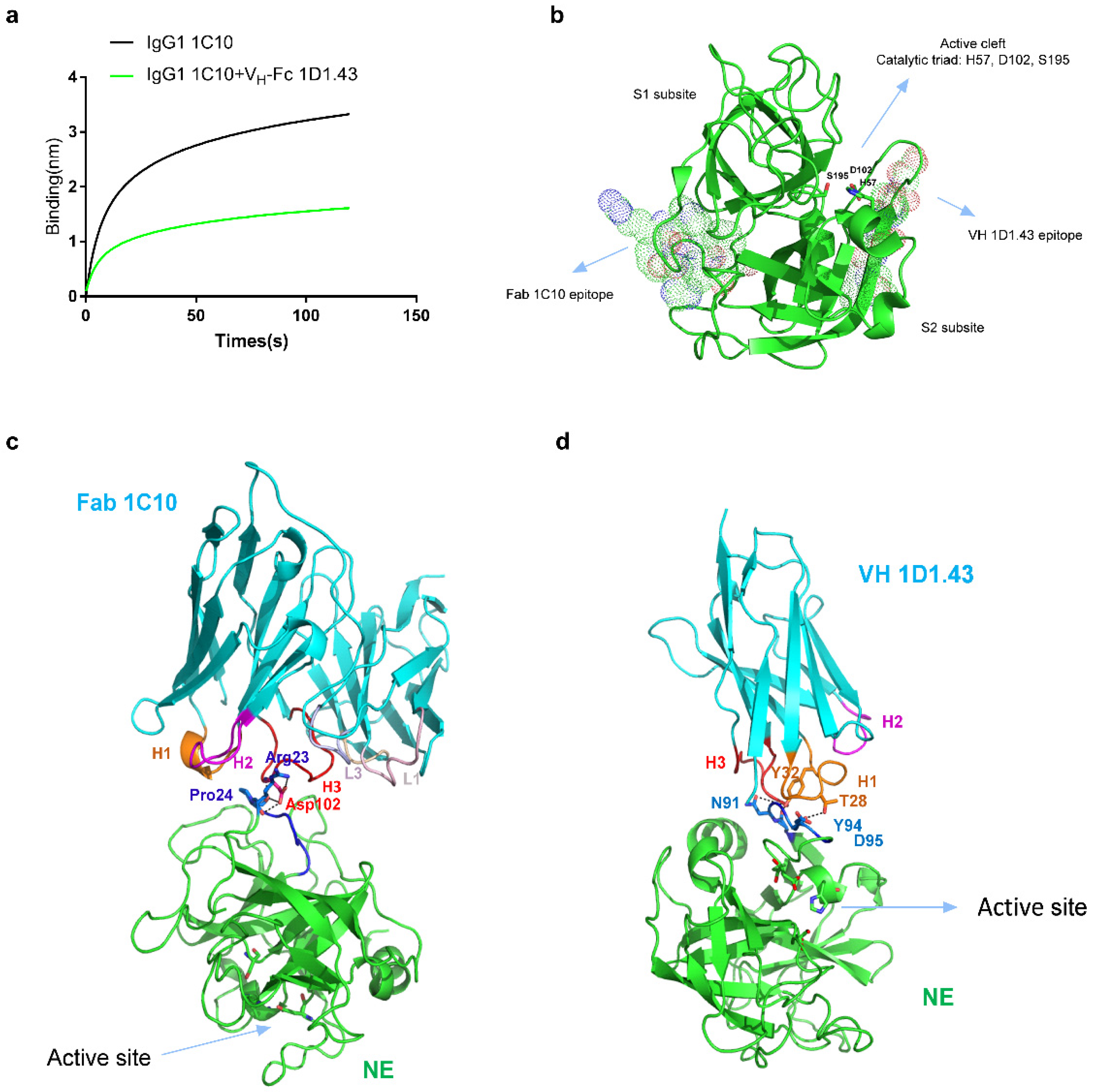 ミルク Human Antibody Domains and Fragments Targeting Neutrophil