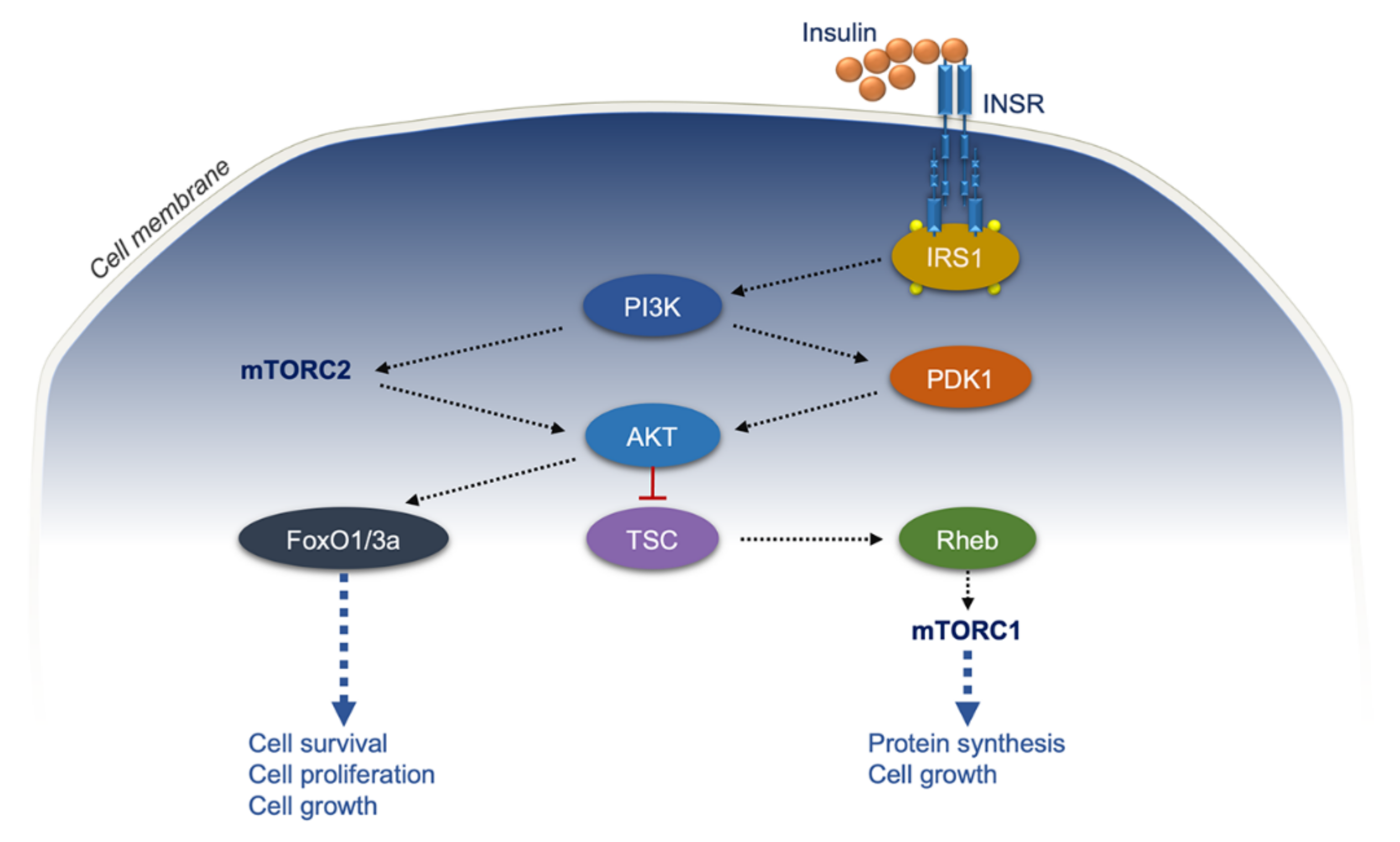 IJMS | Free Full-Text | Insulin Resistance and Cancer: In Search 