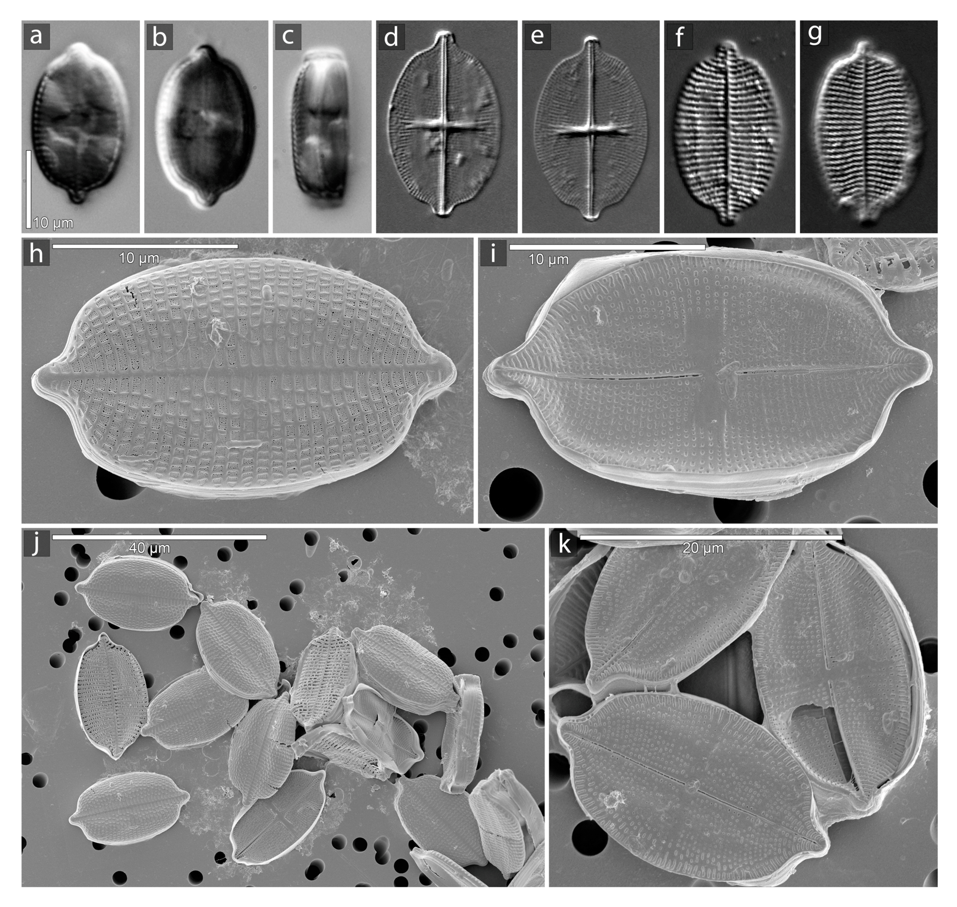 Ijms 22 11139 g001 Ijms 22 11139 g001