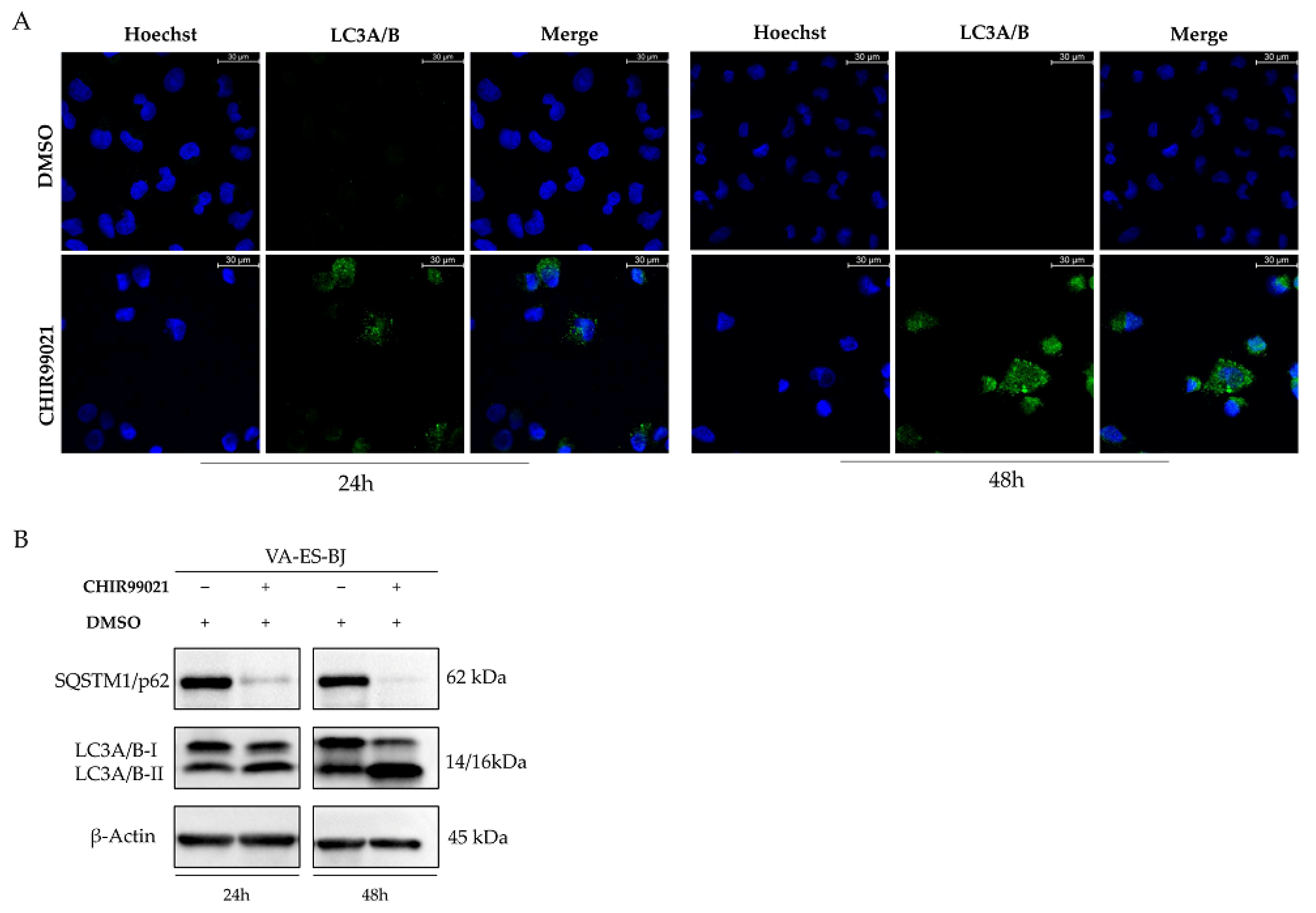 Ijms 22 11147 g006 Ijms 22 11147 g006