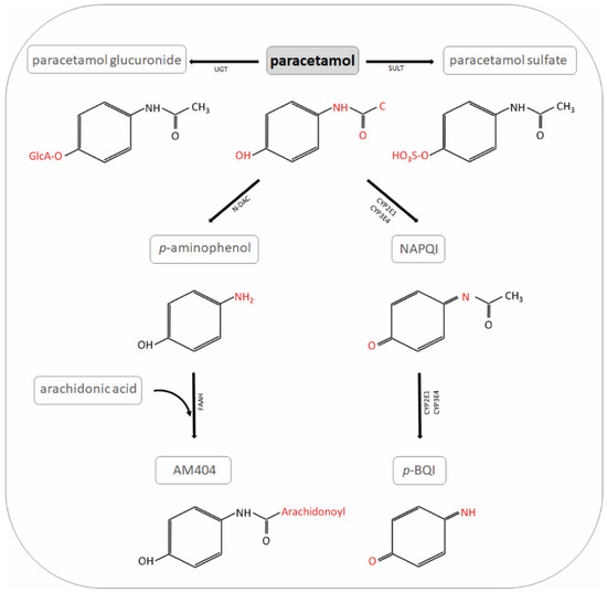 IJMS Free FullText Paracetamol (Acetaminophen) and the Developing