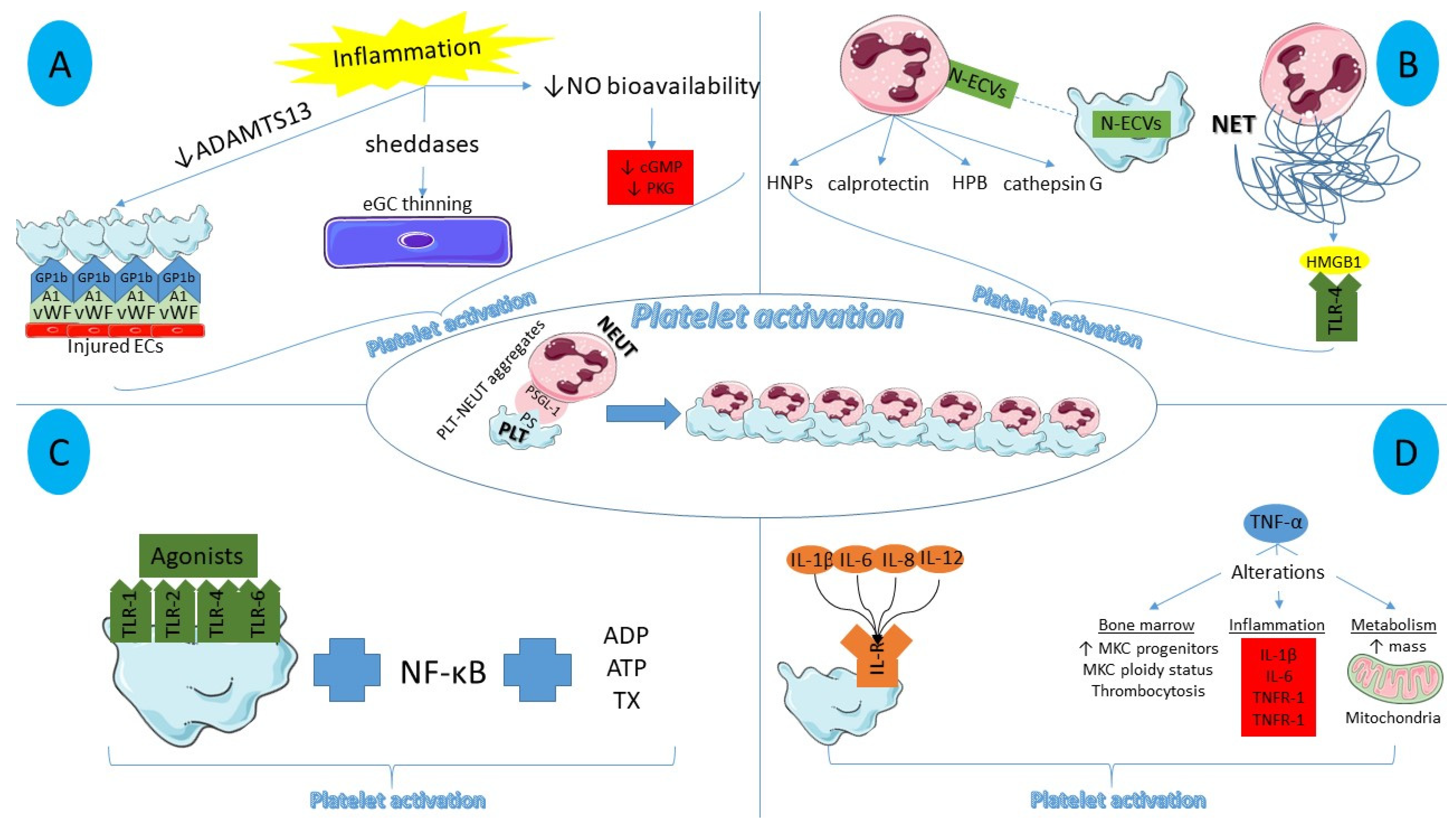 Ijms 22 11170 g001 Ijms 22 11170 g001