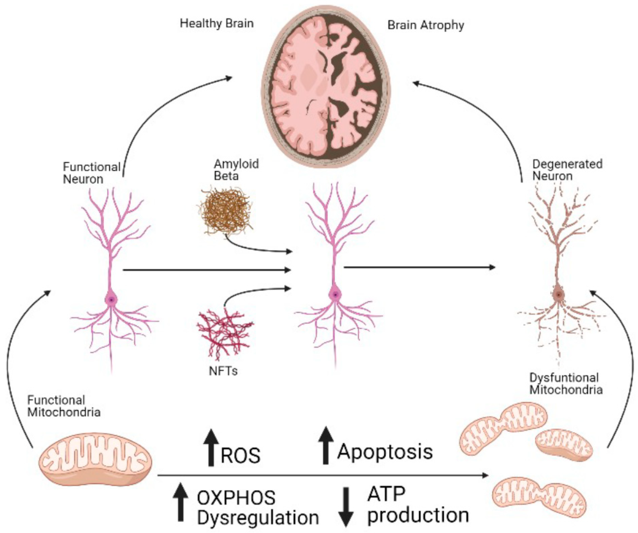 atp szintáz biogenezis anti aging)