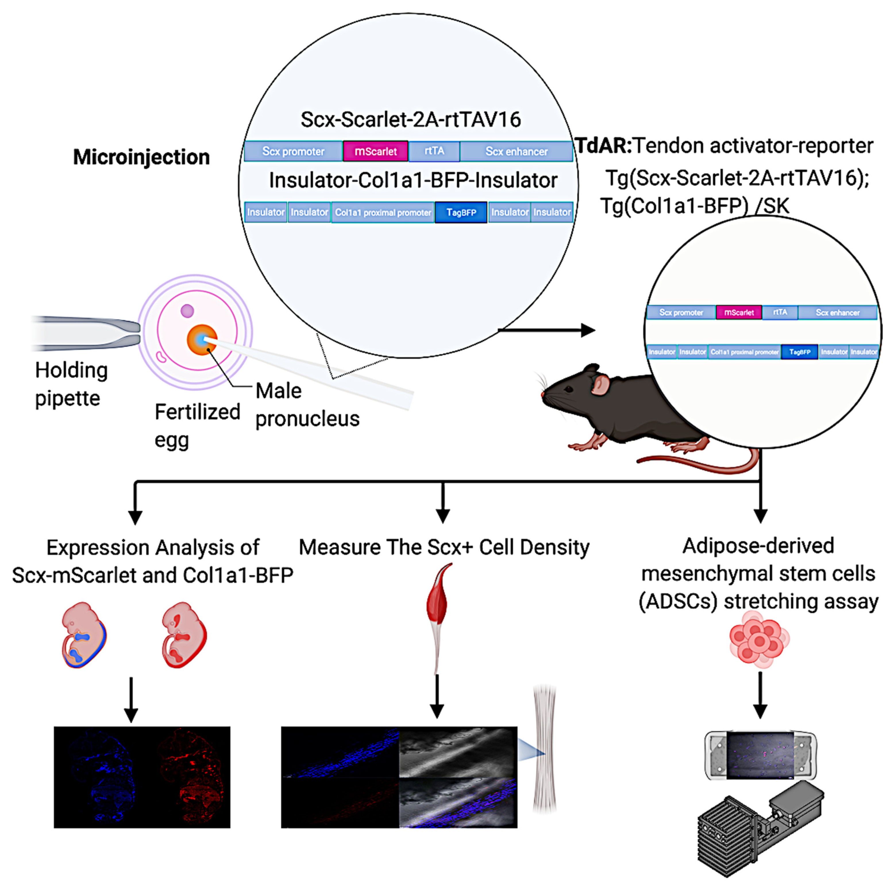 Ijms 22 11189 g001 550