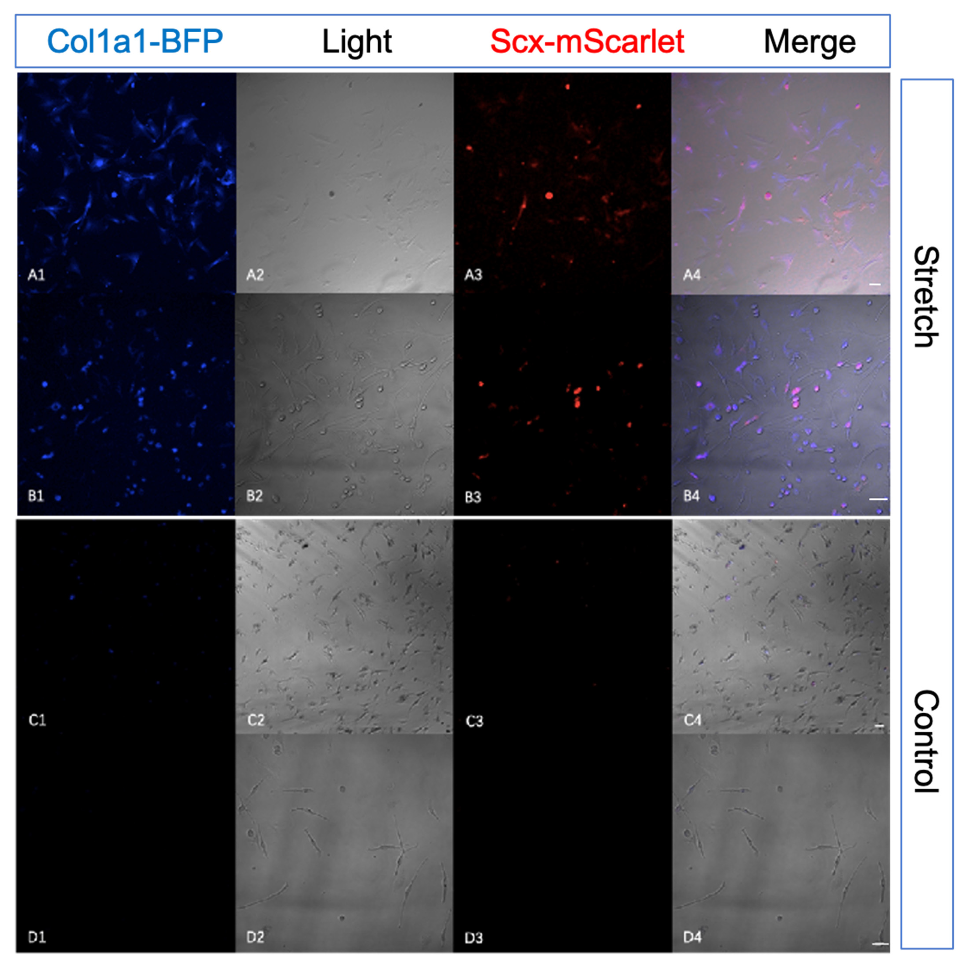 Ijms 22 11189 g005 550