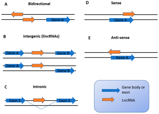 Mechanisms of Long Non-Coding RNAs in Biological Characteristics and ...