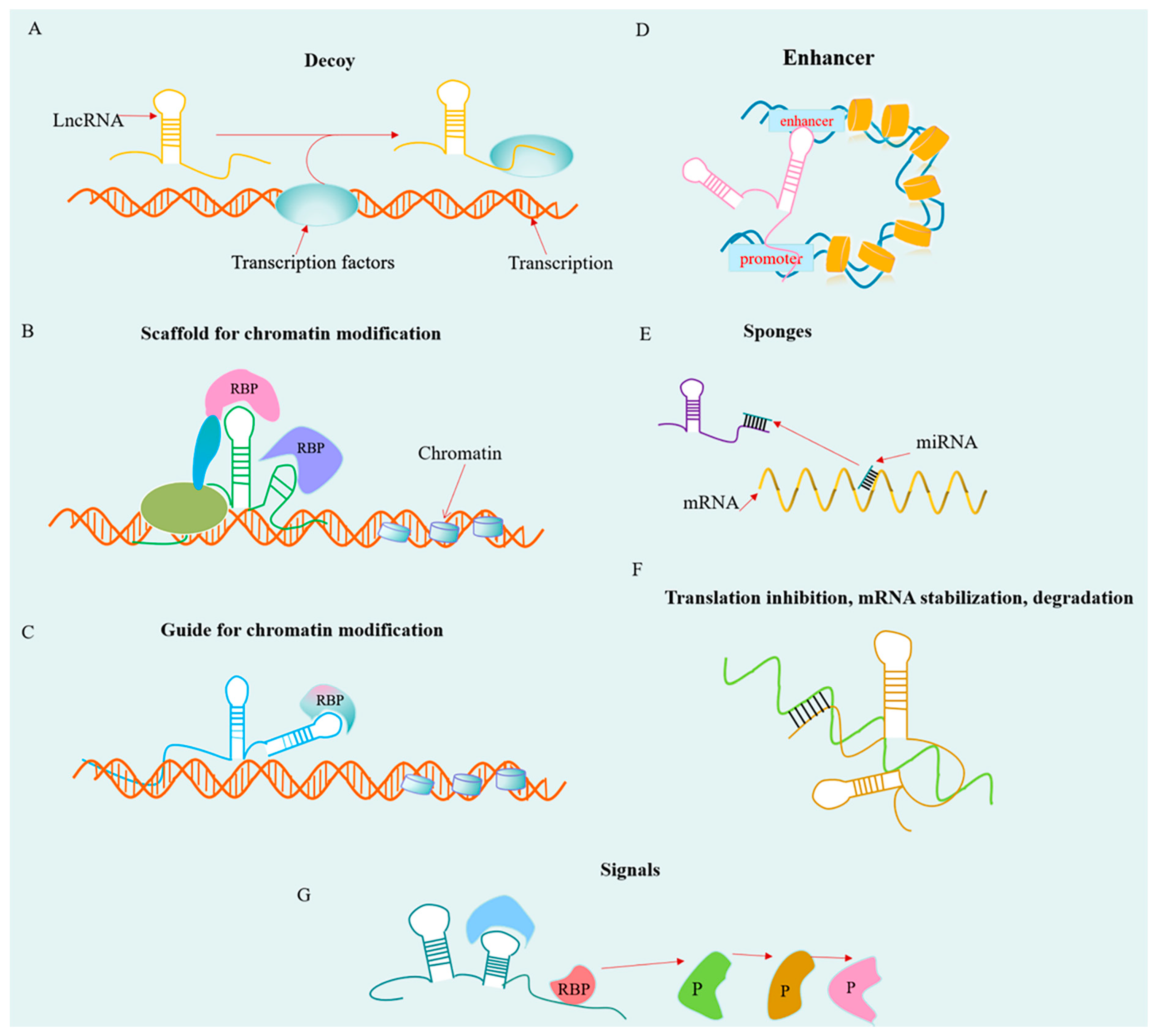 Ijms 22 11197 g002 Ijms 22 11197 g002