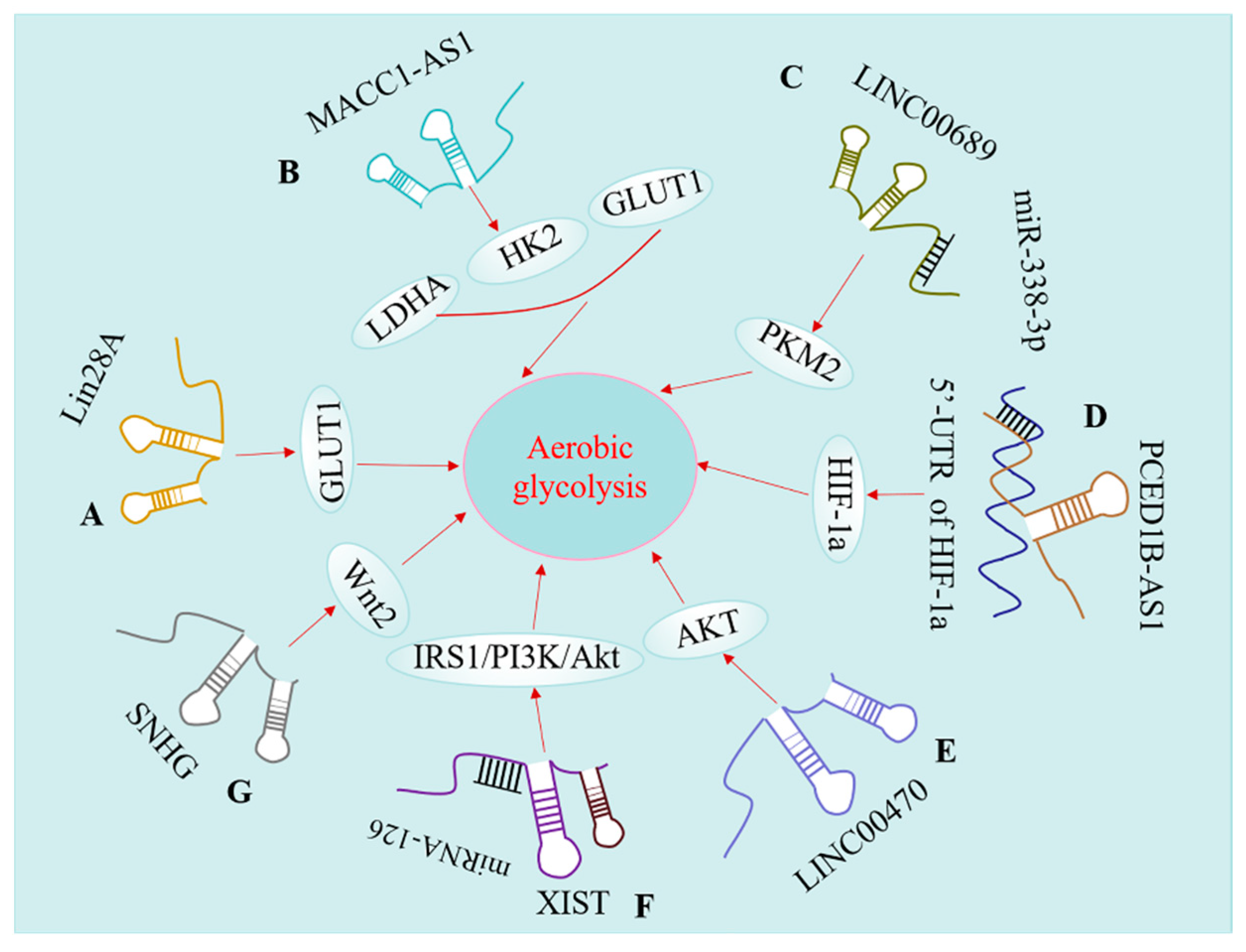 Ijms 22 11197 g004 Ijms 22 11197 g004