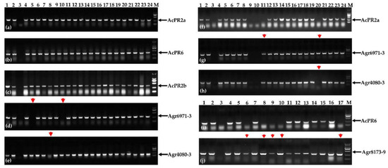 ん MV Agusta 125 Tourismo - Alternator cover, engine cover Z