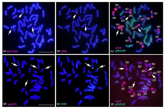 ん MV Agusta 125 Tourismo - Alternator cover, engine cover Z