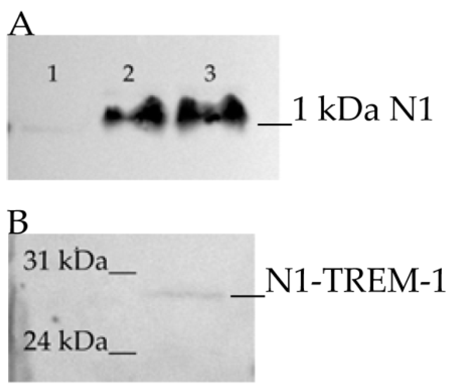 Ijms 22 11213 g002 550