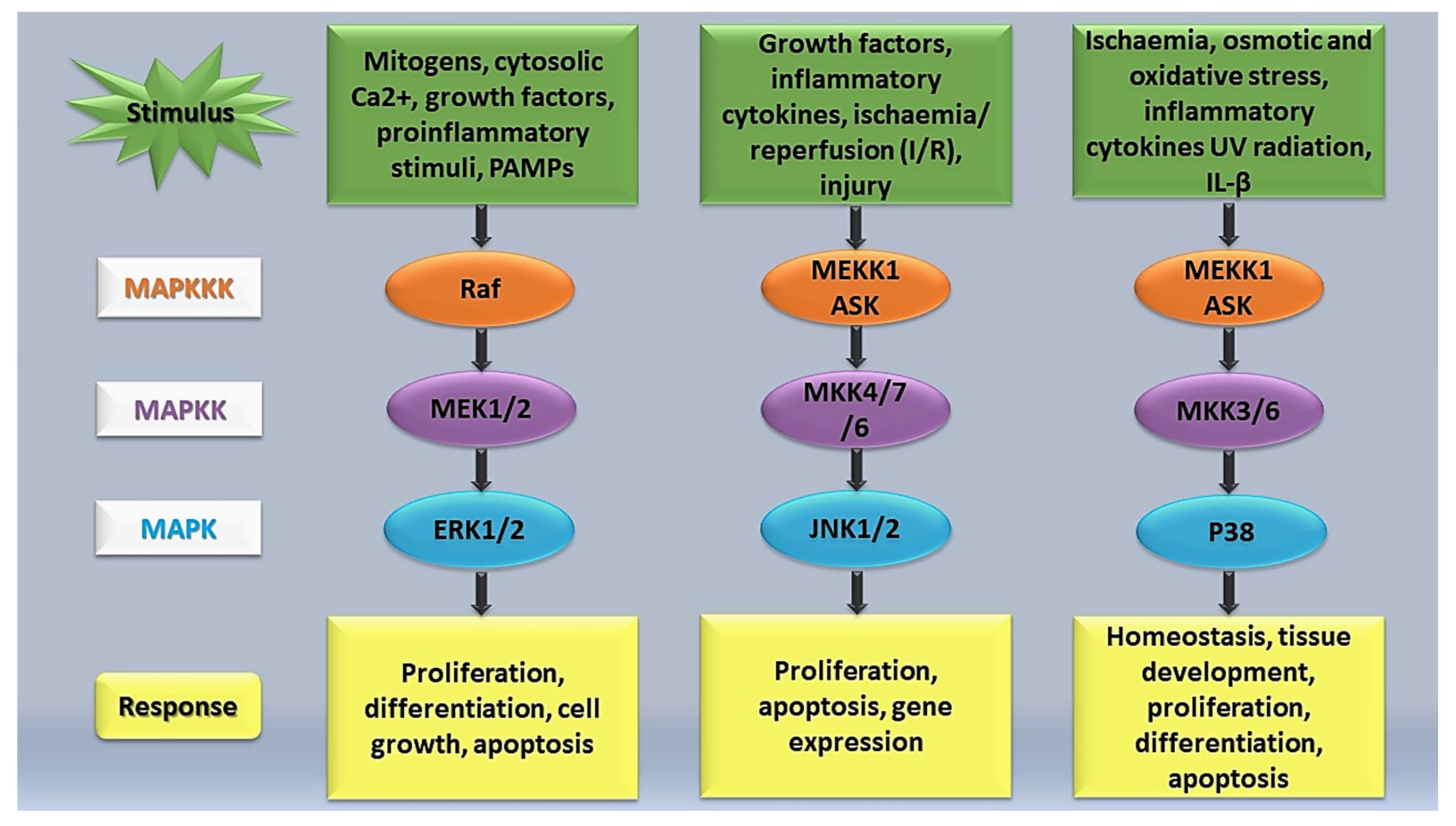 Ijms 22 11223 g001 550