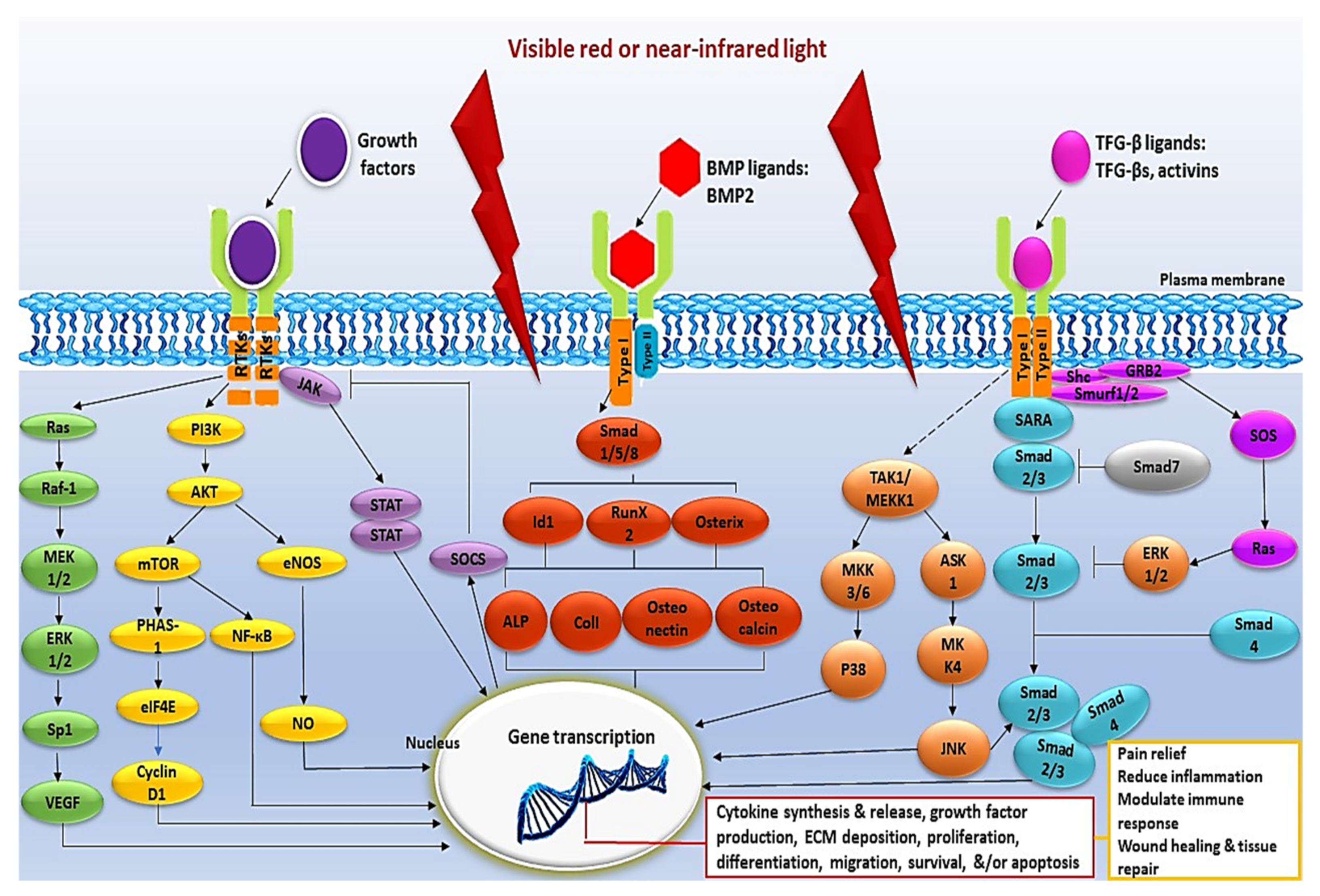 Ijms 22 11223 g002 550