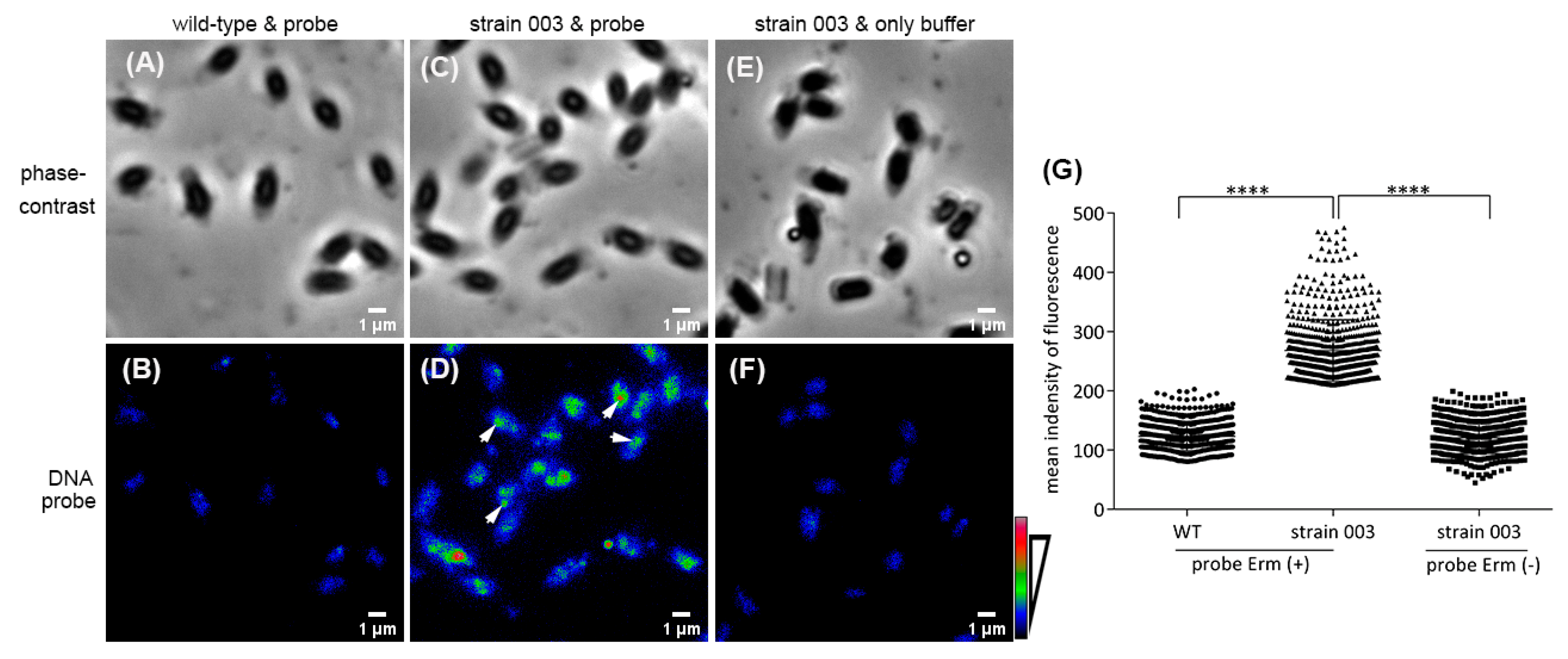 Ijms 22 11230 g002 Ijms 22 11230 g002