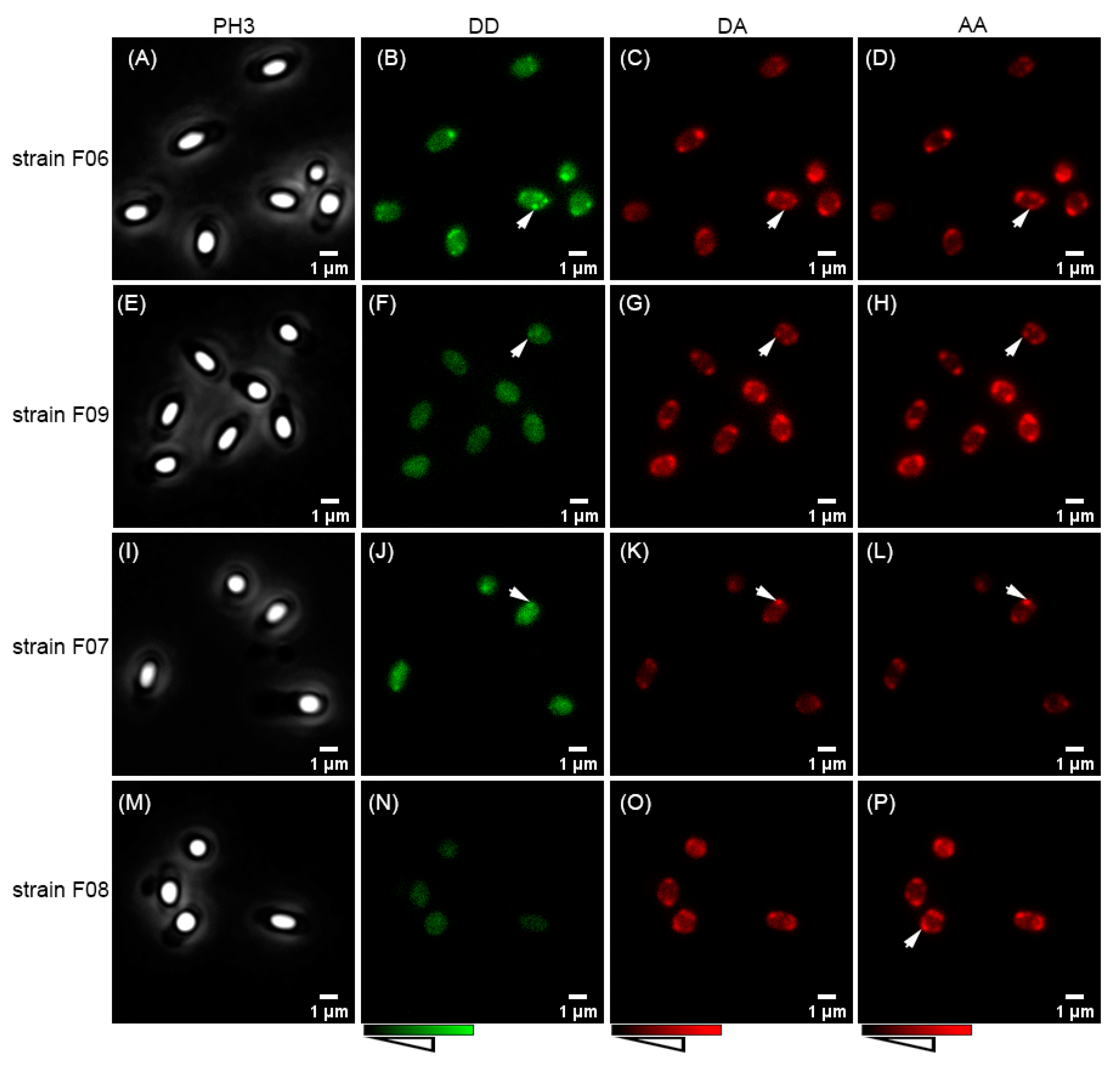 Ijms 22 11230 g004 Ijms 22 11230 g004