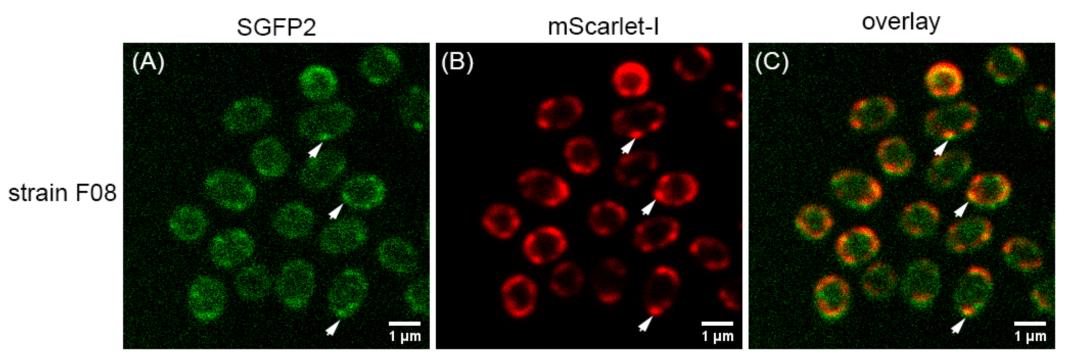 Ijms 22 11230 g005 Ijms 22 11230 g005