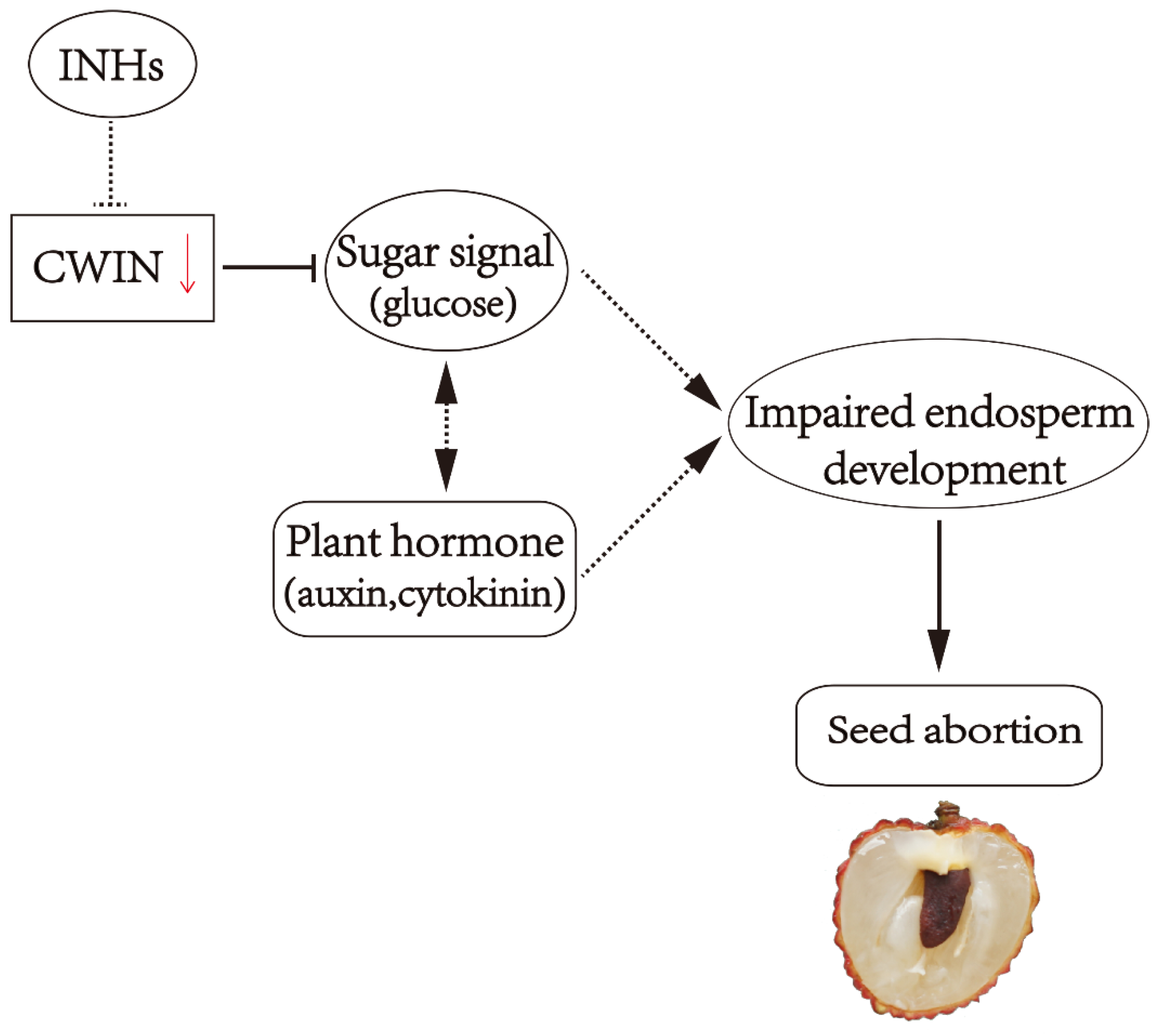 Ijms 22 11231 g003 550