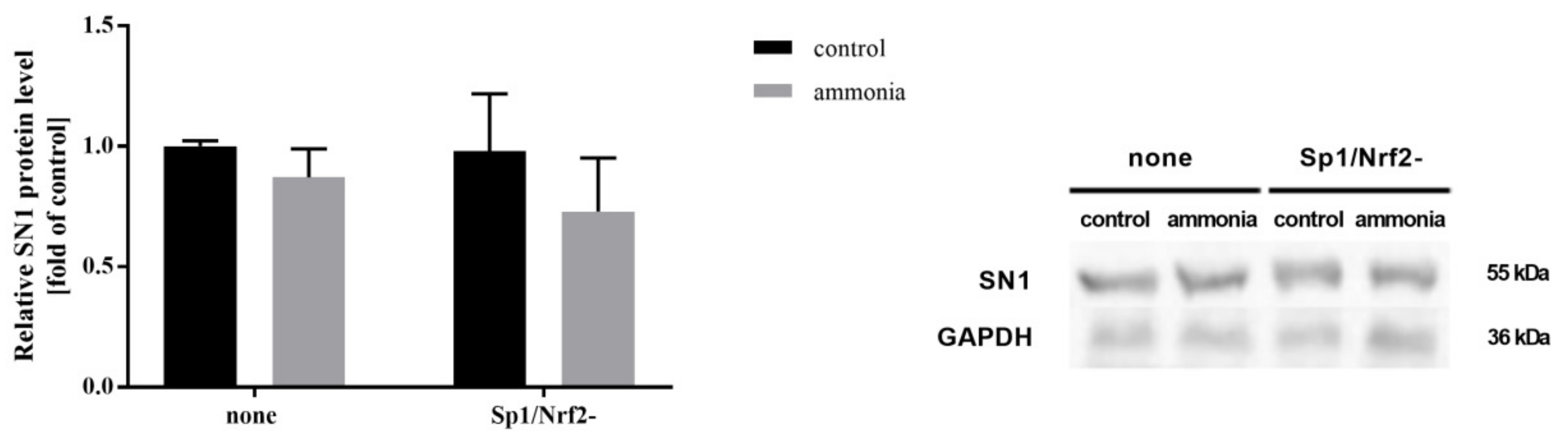 Ijms 22 11233 g006 Ijms 22 11233 g006