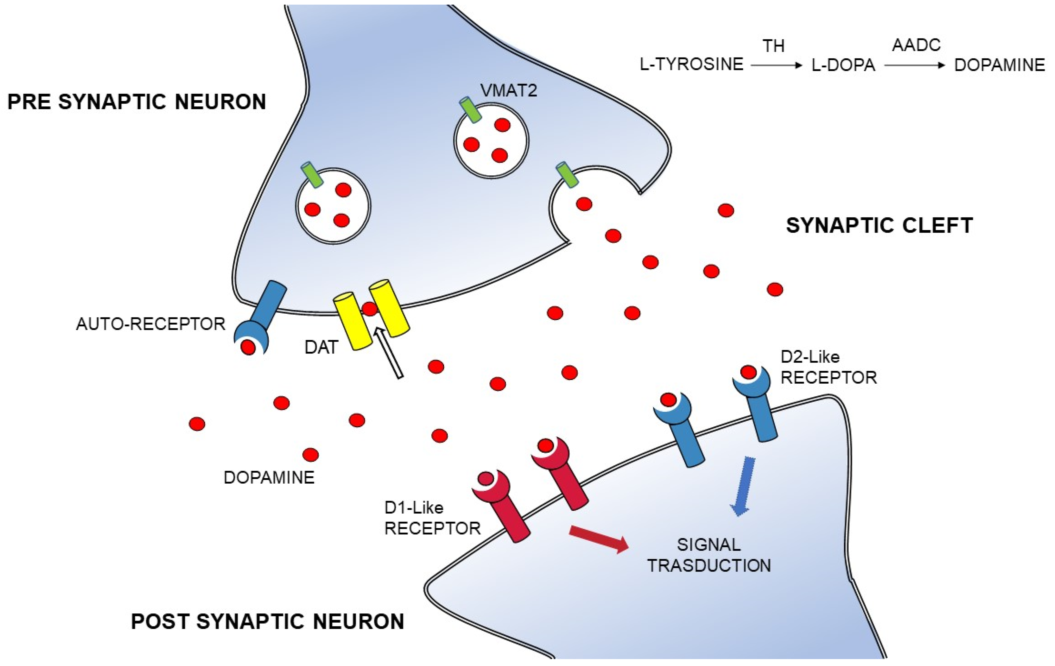 Dopamine Transporter - an overview