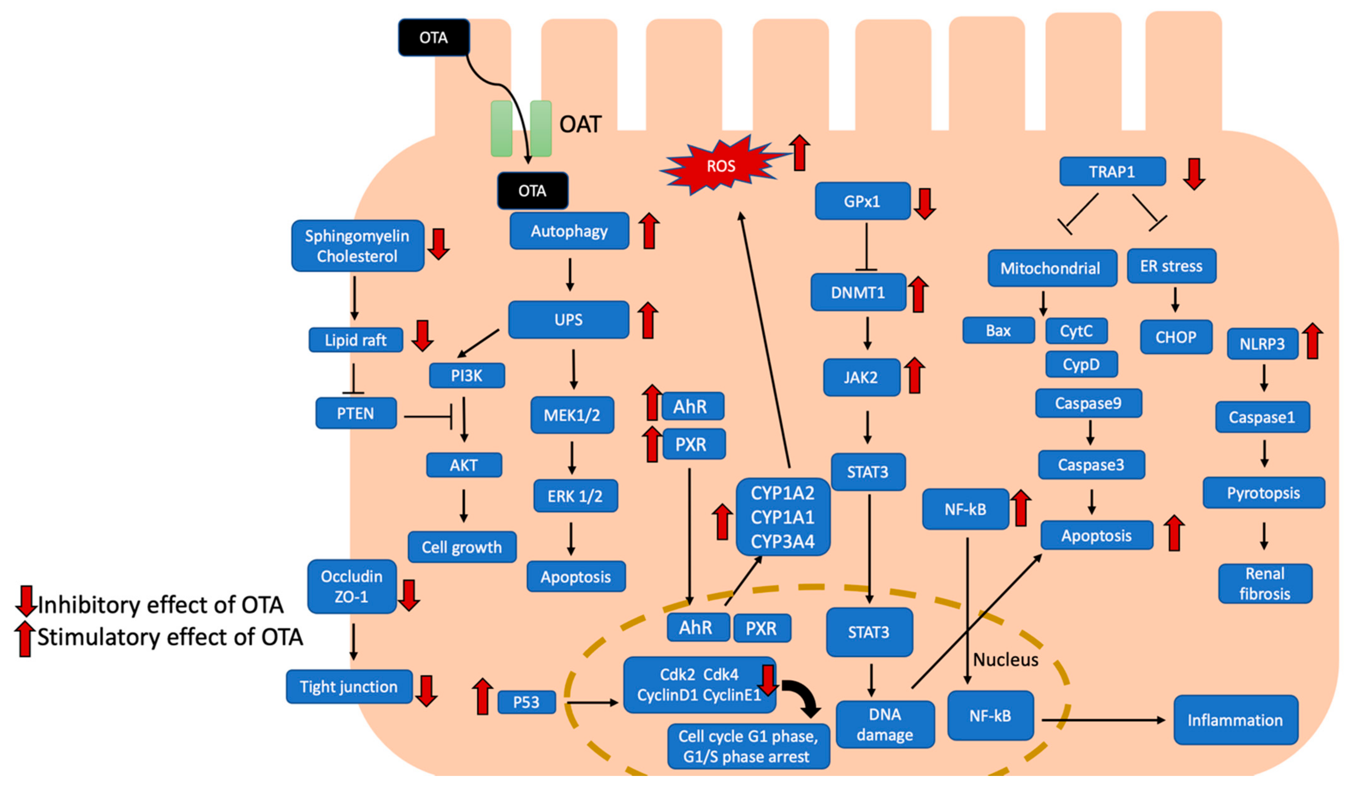 Ijms 22 11237 g001 Ijms 22 11237 g001