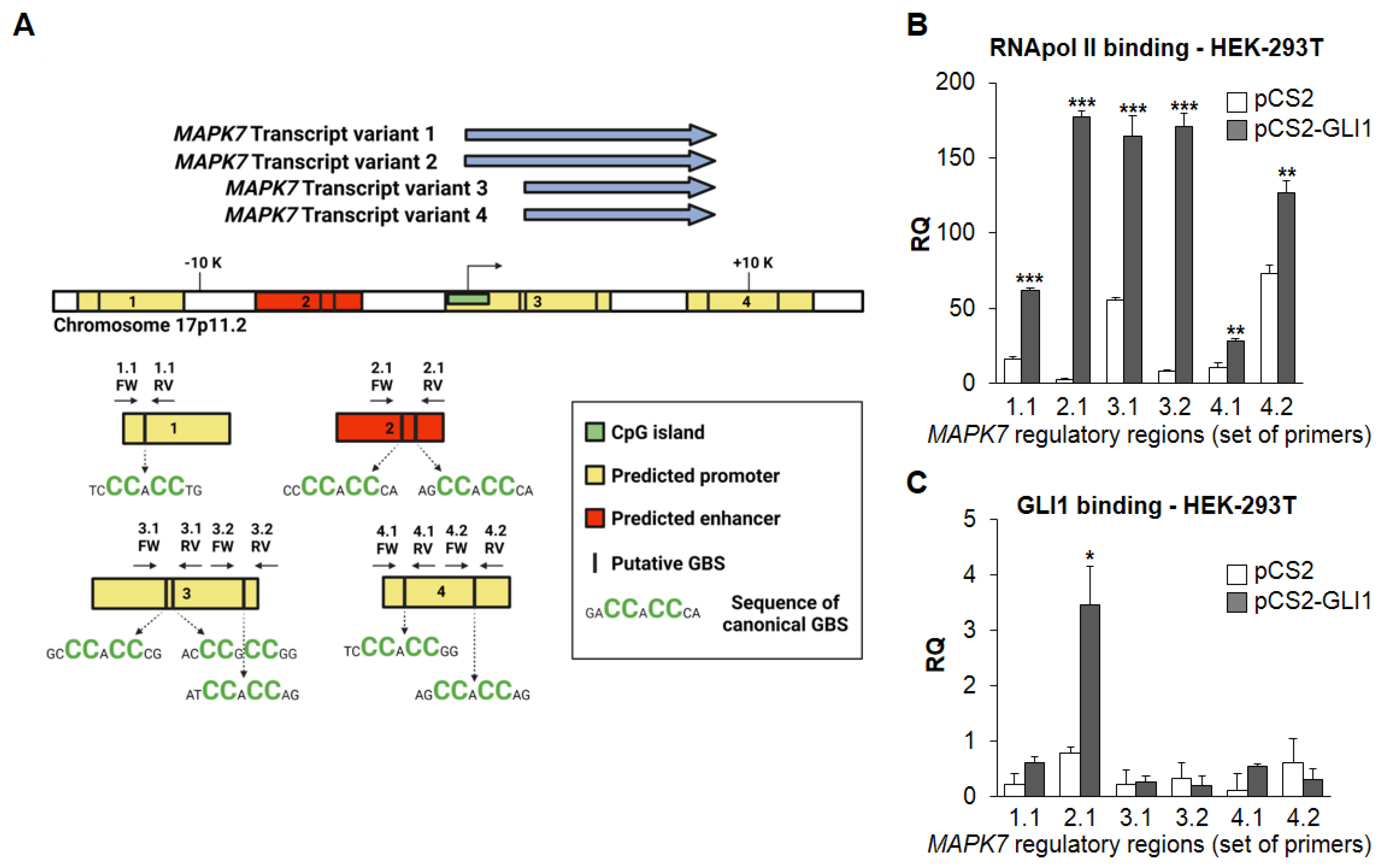 The Hedgehog-GLI Pathway Regulates MEK5-ERK5 Expression and