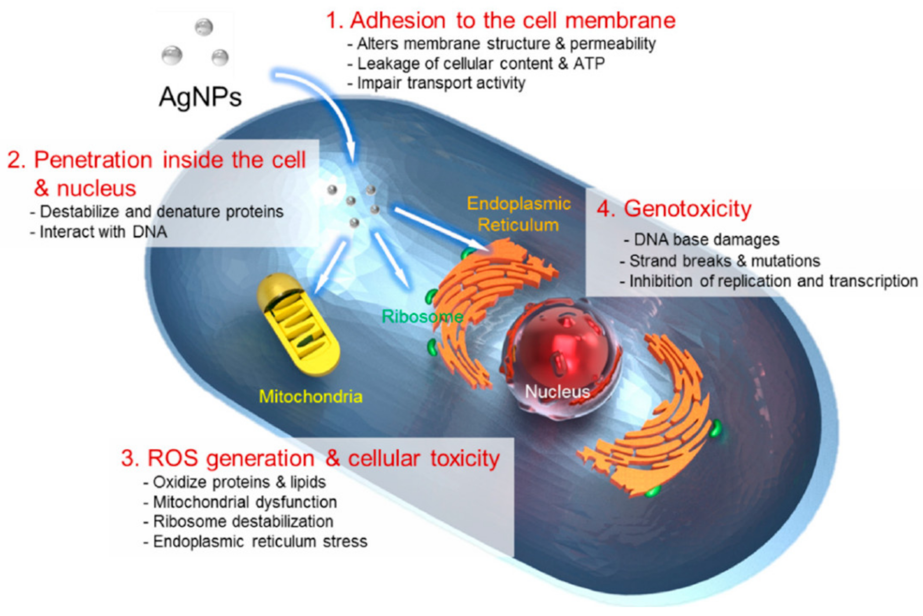 Ijms 22 11272 g005 550