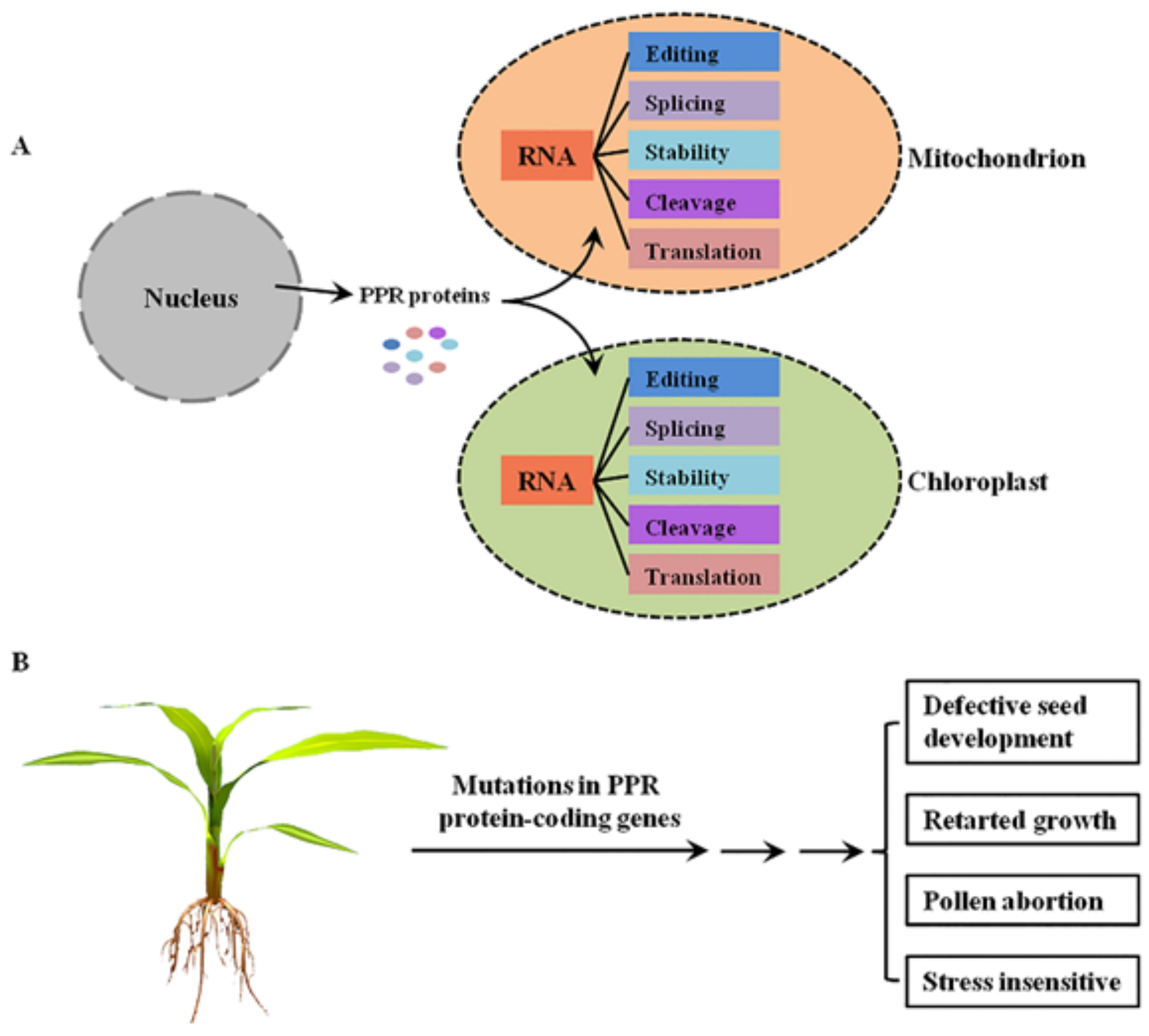Functions of PPR Proteins in Plant Growth and Development