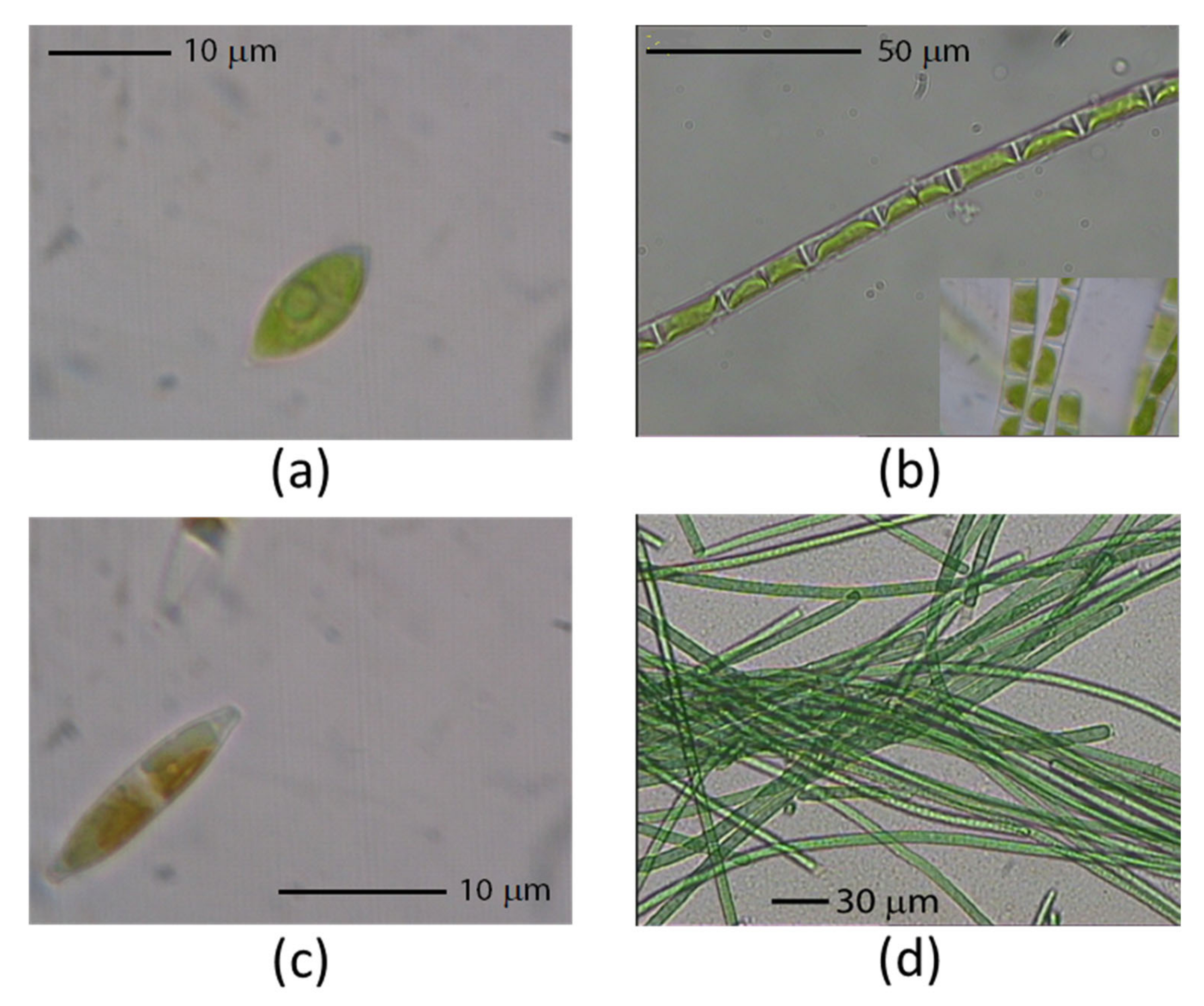 Ijms 22 11277 g001 550