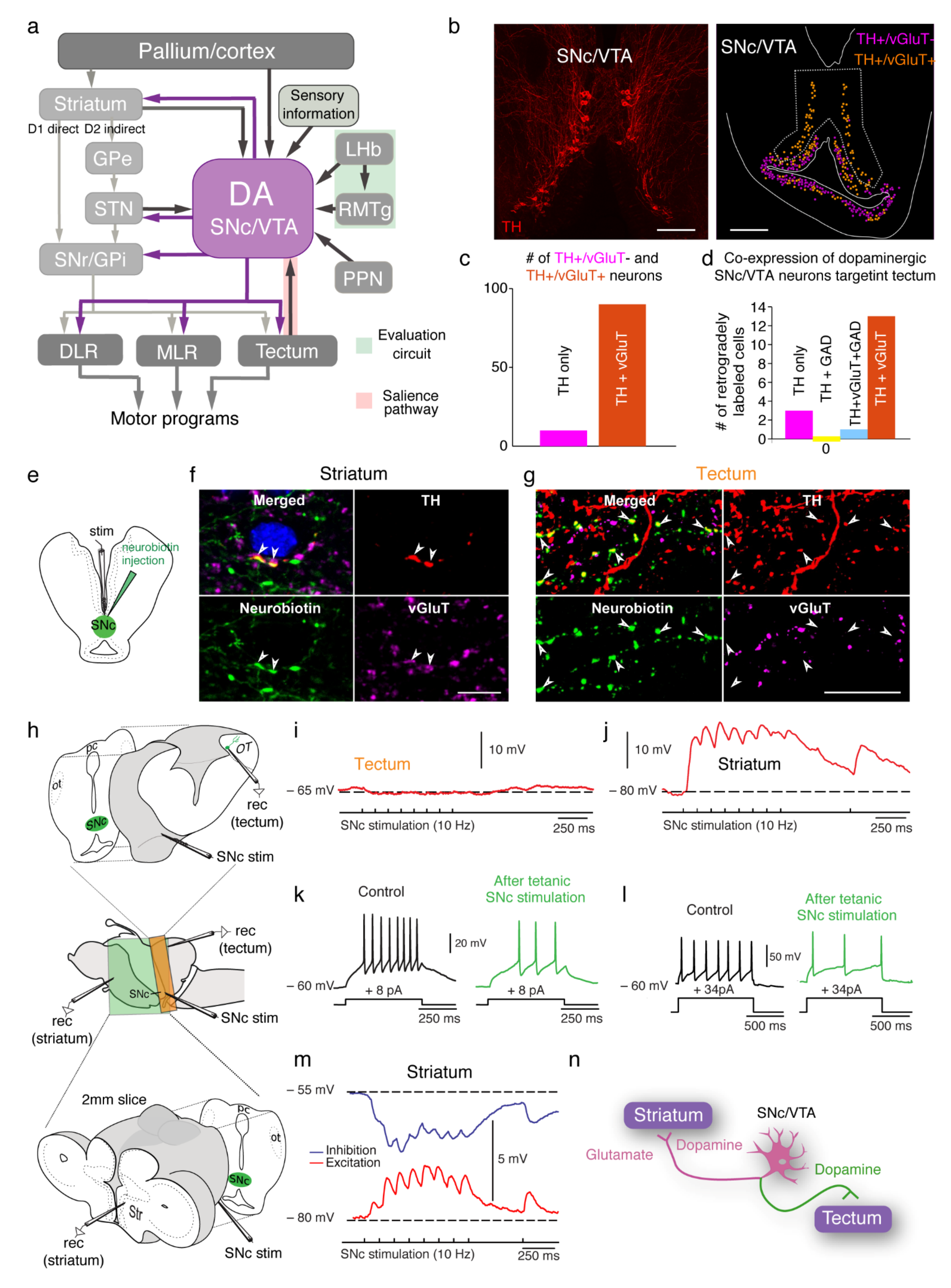 Ijms 22 11284 g002 550