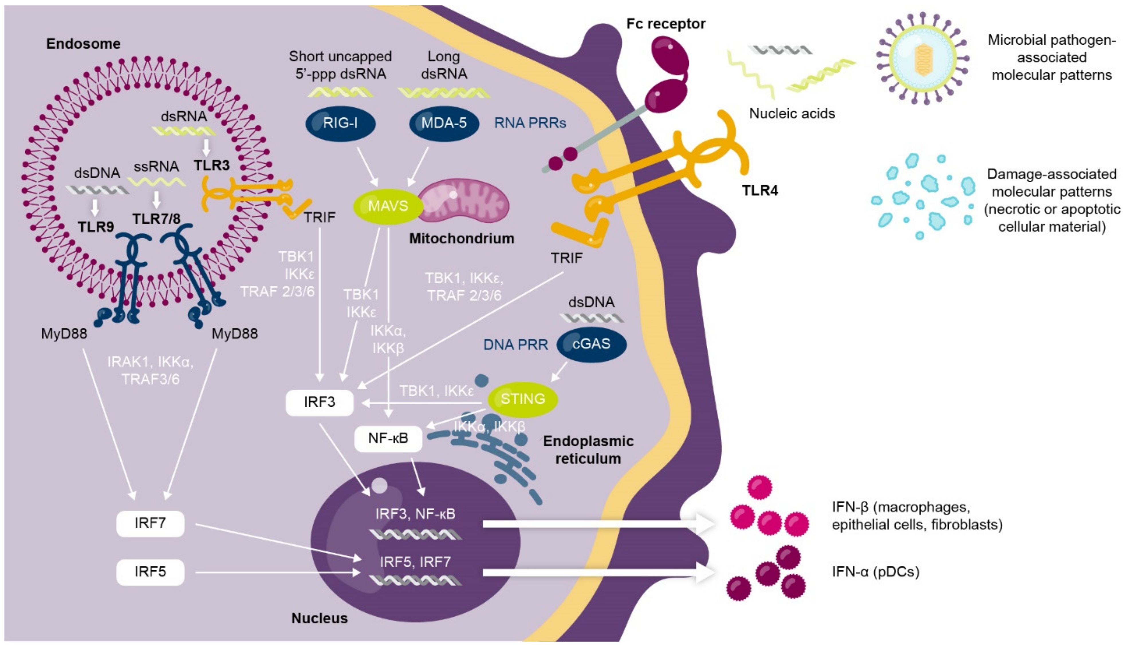 Ijms 22 11286 g001 550