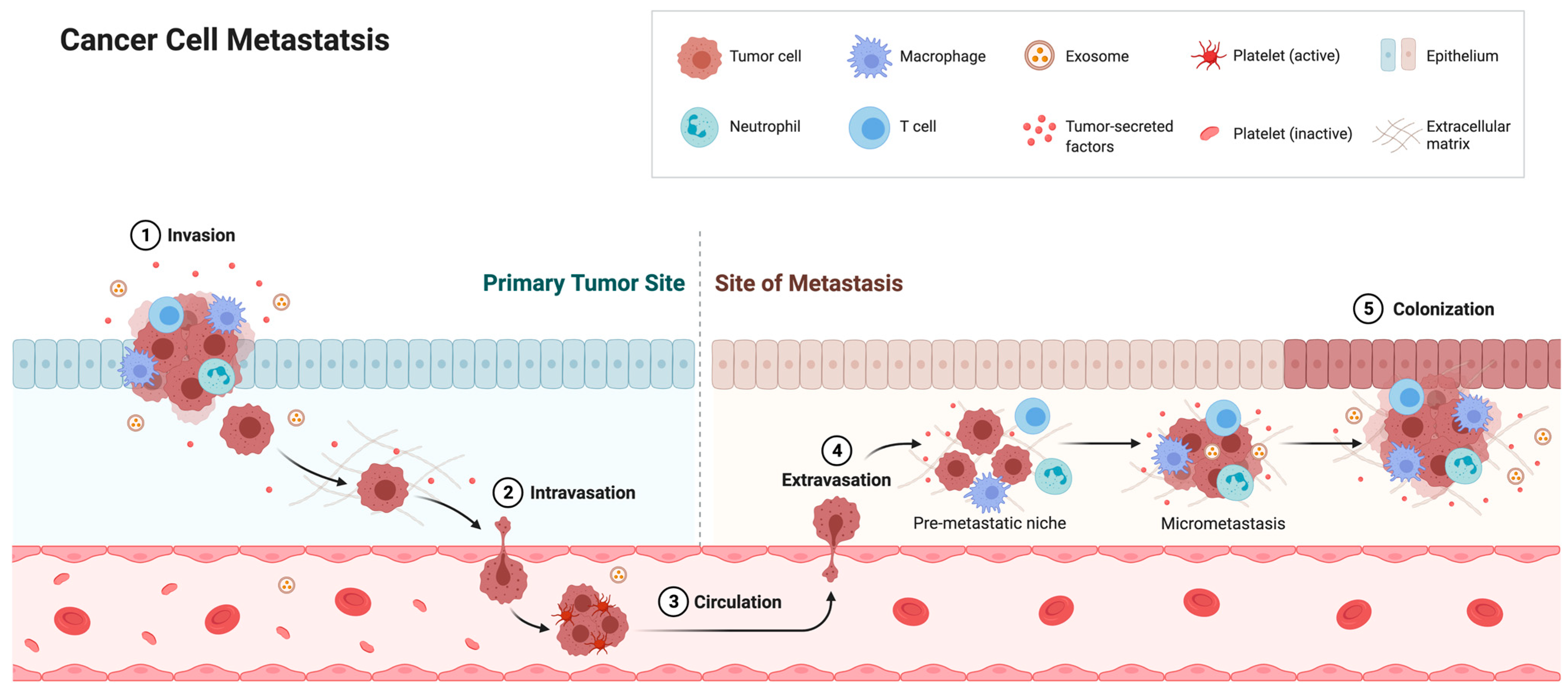 Ijms 22 11289 g004 Ijms 22 11289 g004