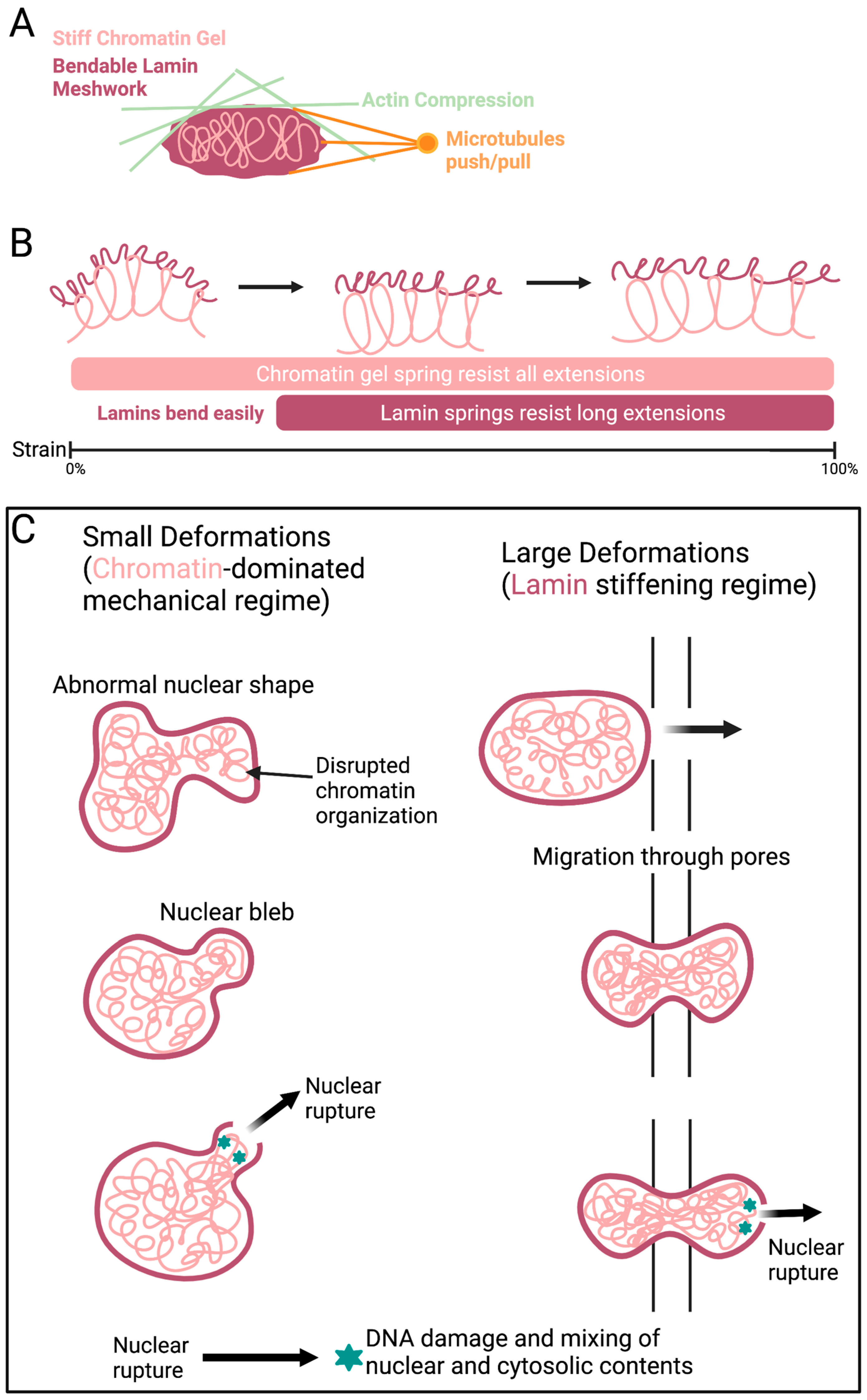 Ijms 22 11289 g005 Ijms 22 11289 g005
