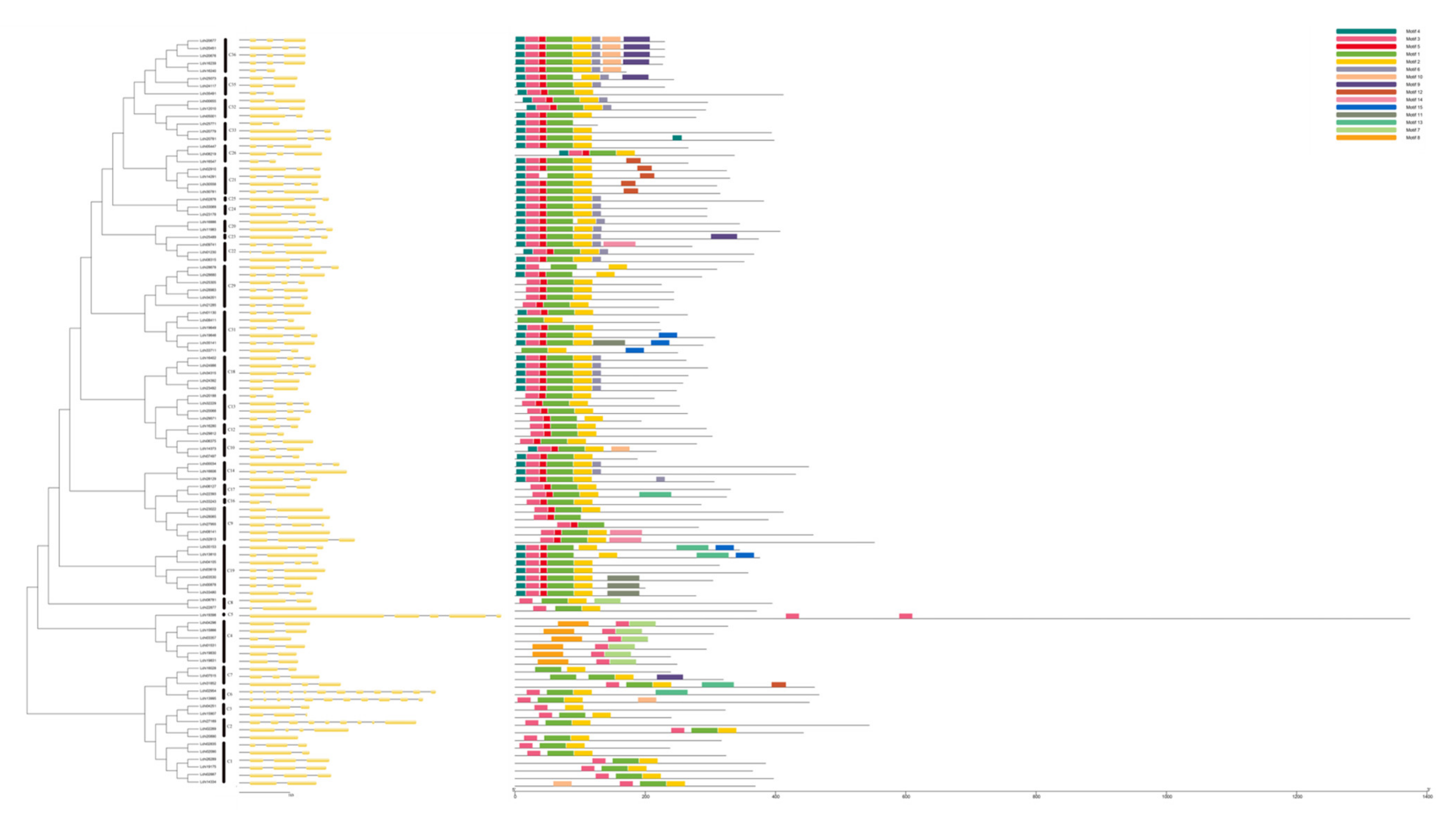 Genome-Wide Identification and Expression Analysis of R2R3