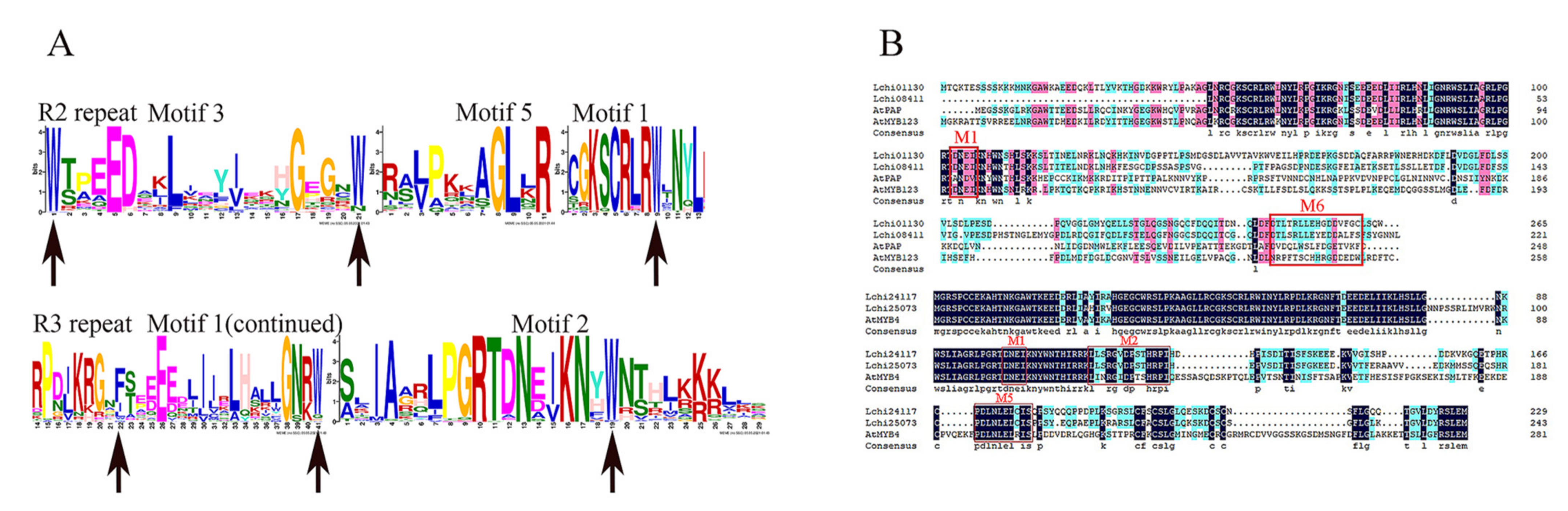 Genome-Wide Identification and Expression Analysis of R2R3