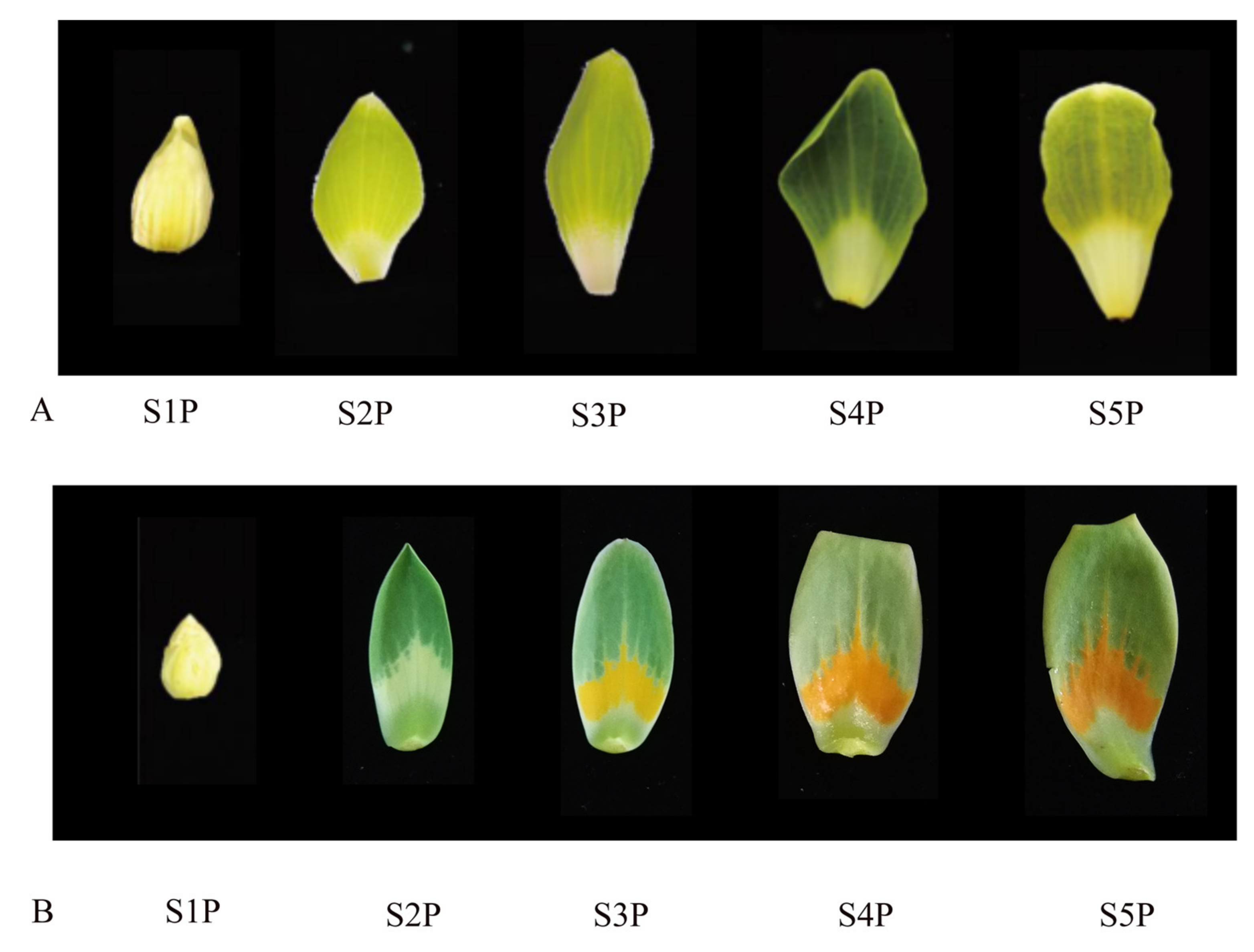 Genome-Wide Identification and Expression Analysis of R2R3