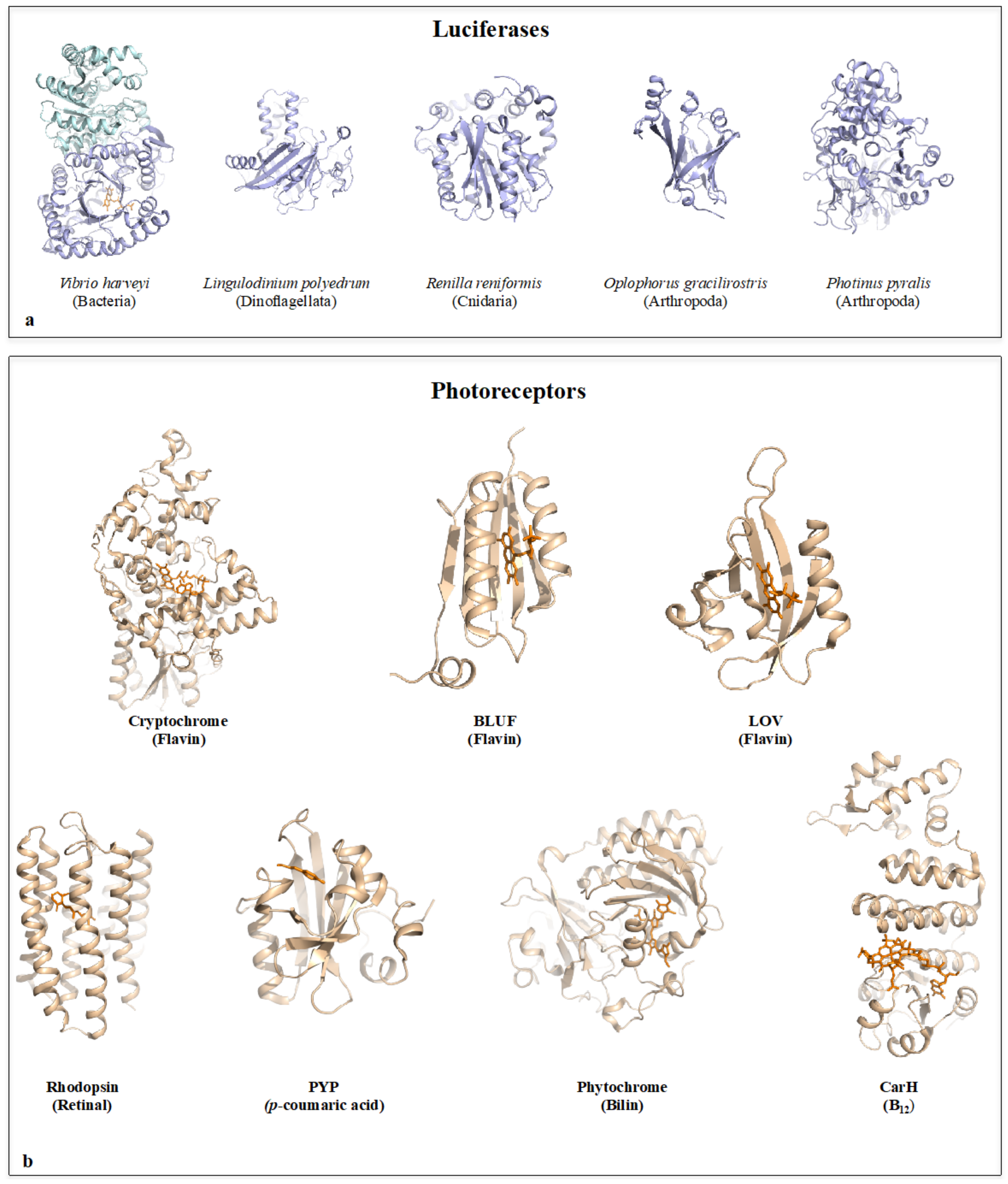 IJMS | Free Full-Text | Bioluminescence and Photoreception in Unicellular Organisms: Light-Signalling in a Bio-Communication Perspective IJMS | Free Full-Text | Bioluminescence and Photoreception in Unicellular Organisms: Light-Signalling in a Bio-Communication Perspective
