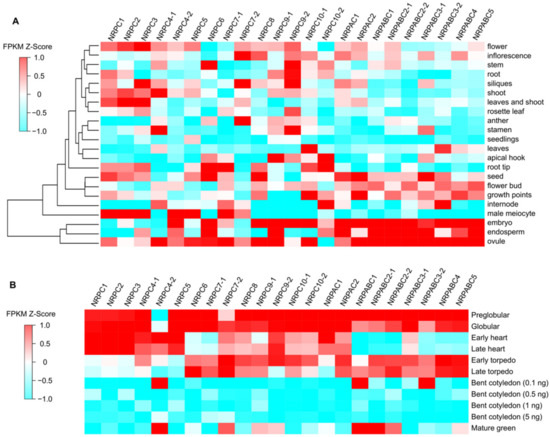 Knockdown NRPC2, 3, 8, NRPABC1 and NRPABC2 Affects RNAPIII