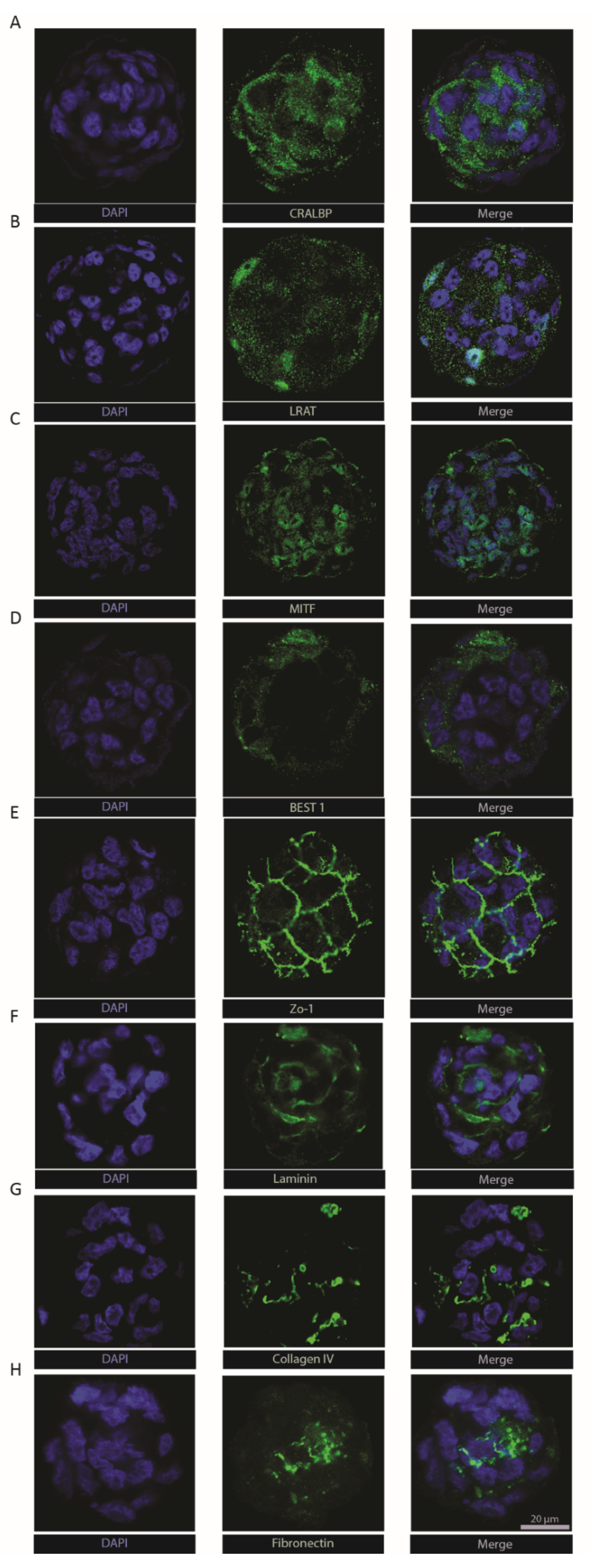 Ijms 22 11317 g003 Ijms 22 11317 g003