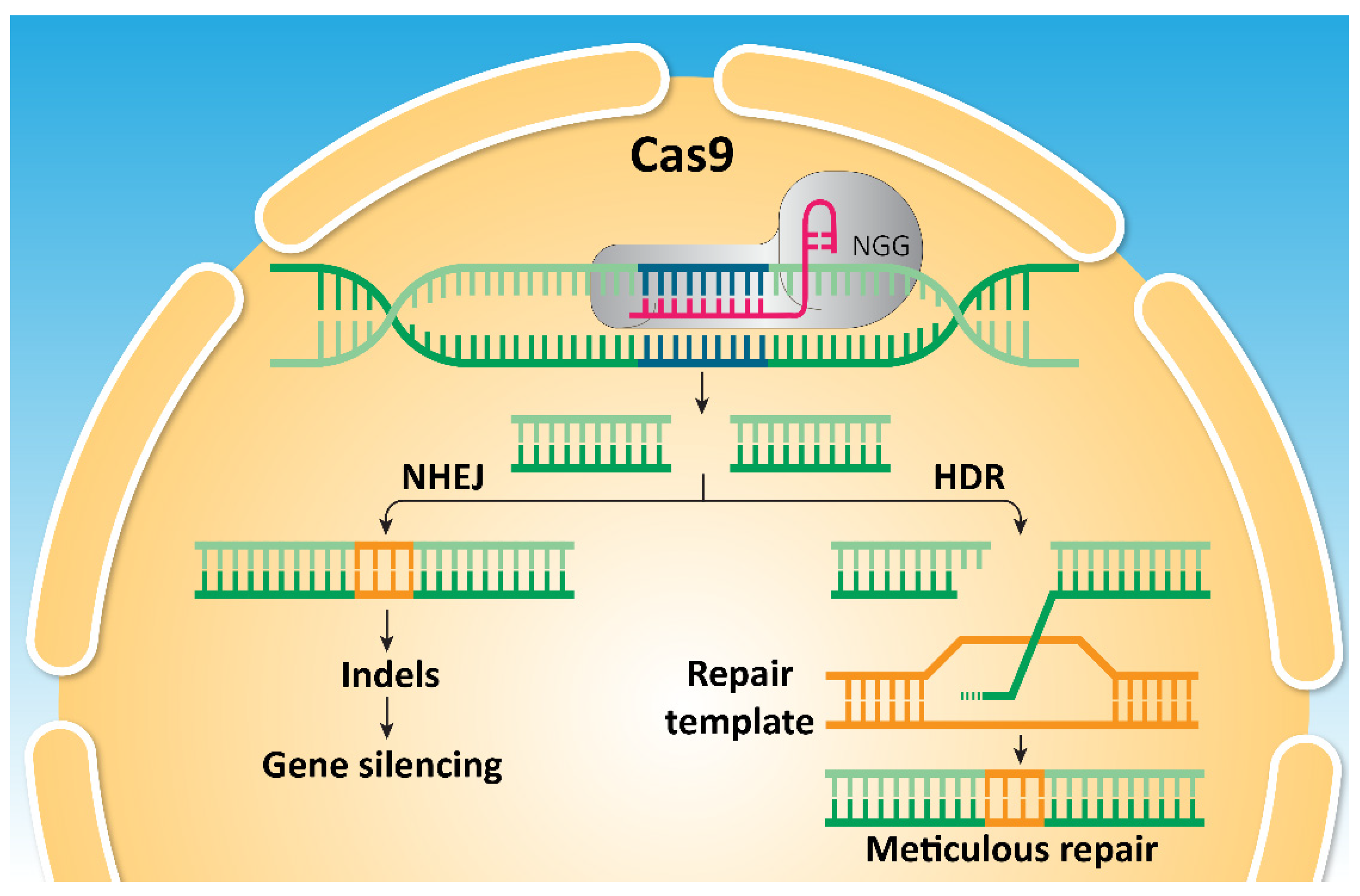 IJMS Free Full-Text Editing SOX Genes by CRISPR-Cas Current Insights and Future Perspectives