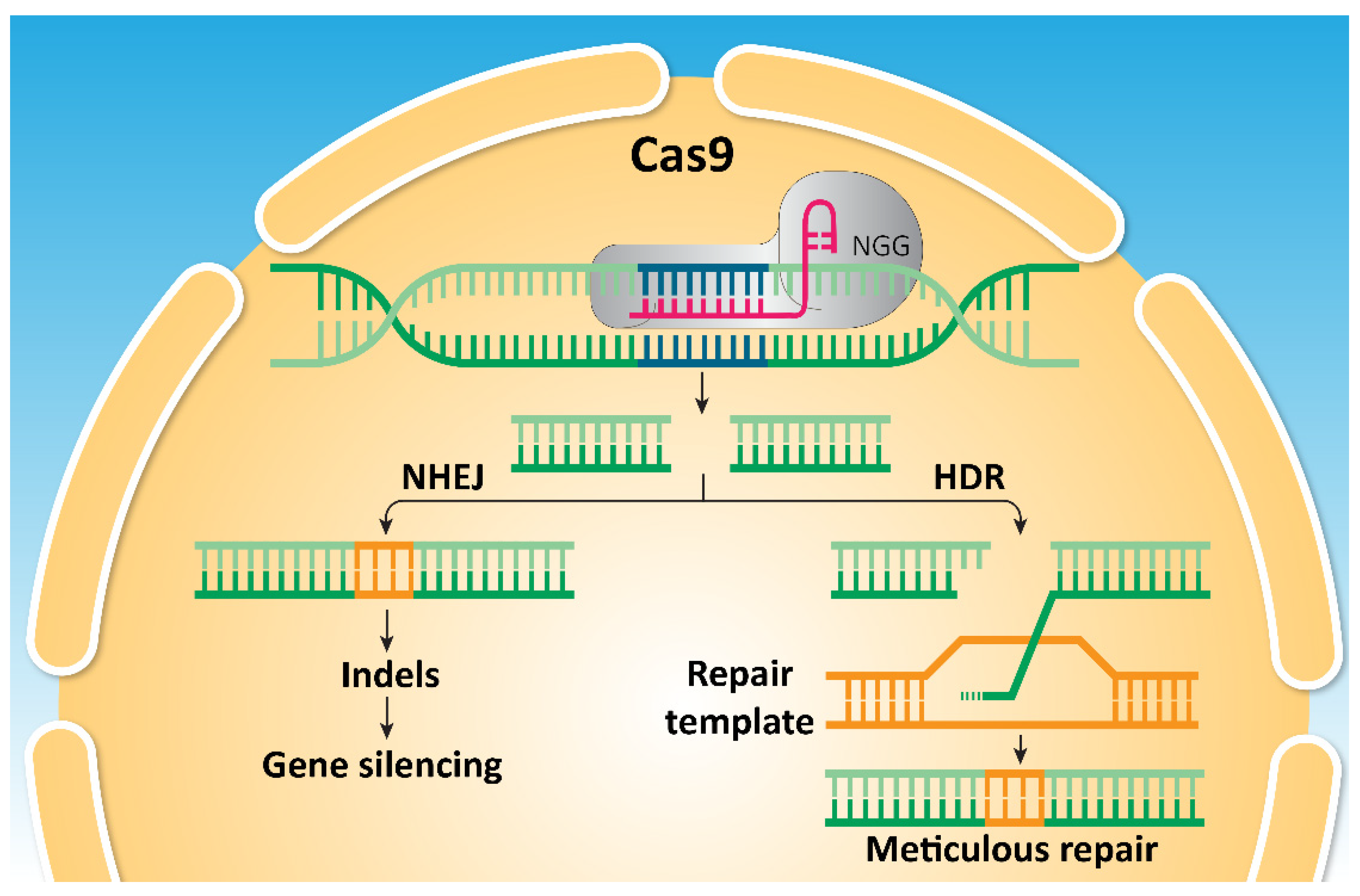 Editing SOX Genes by CRISPR-Cas: Current Insights and Future 